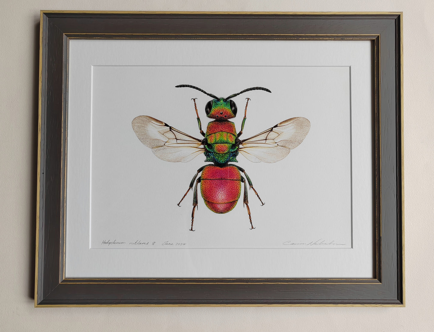 Framed original artwork - Hedychrum rutilans, Jewel wasp