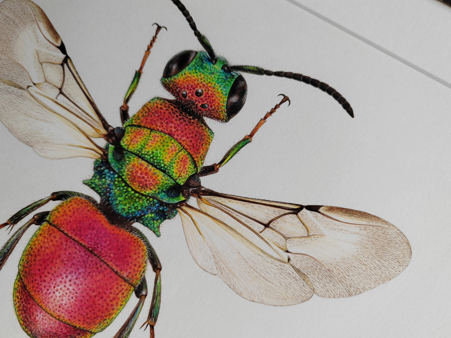 Framed original artwork - Hedychrum rutilans, Jewel wasp