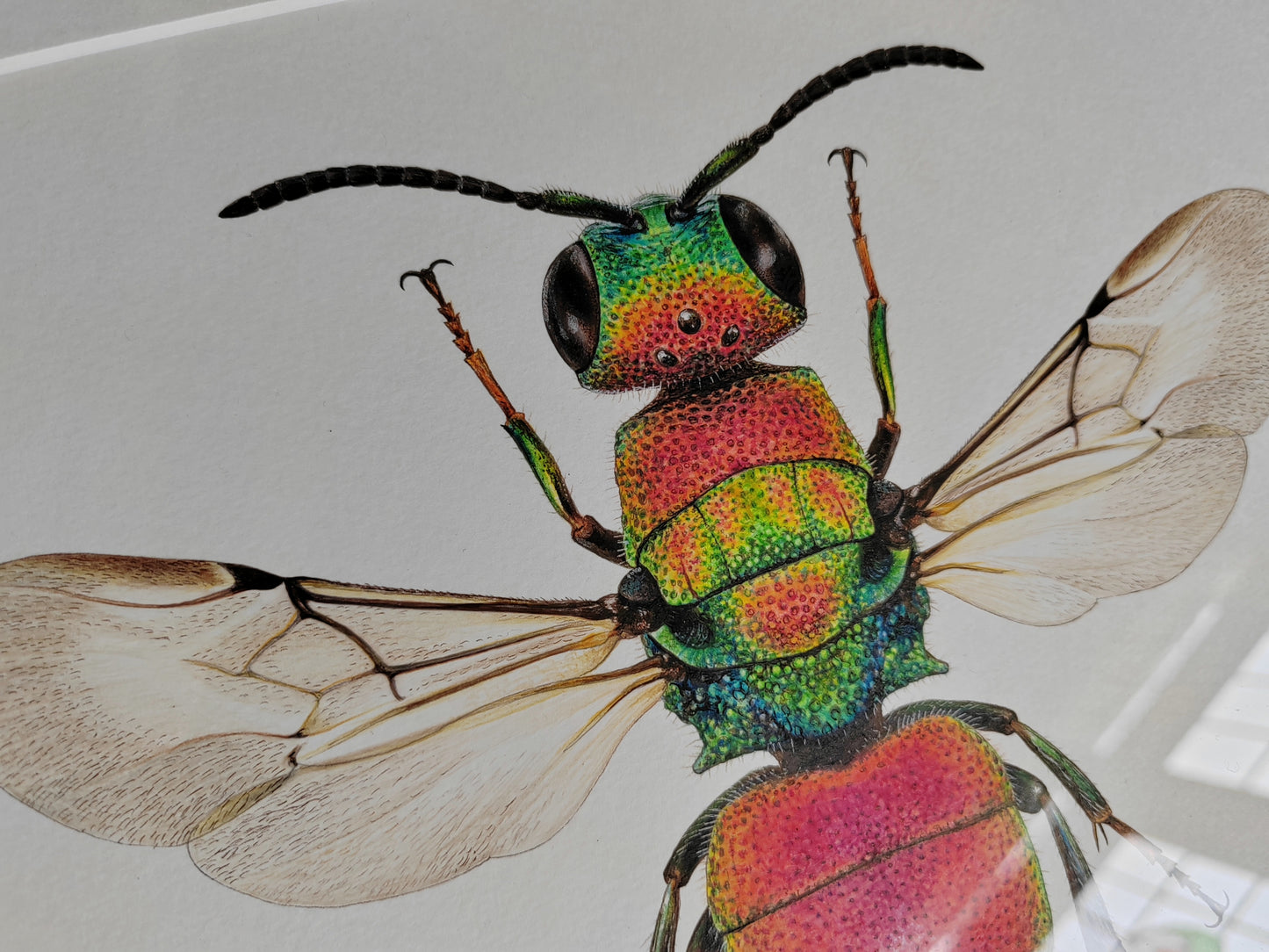 Framed original artwork - Hedychrum rutilans, Jewel wasp