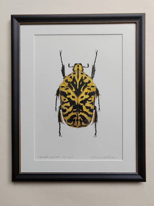 Framed original artwork Gymnetis radicollis