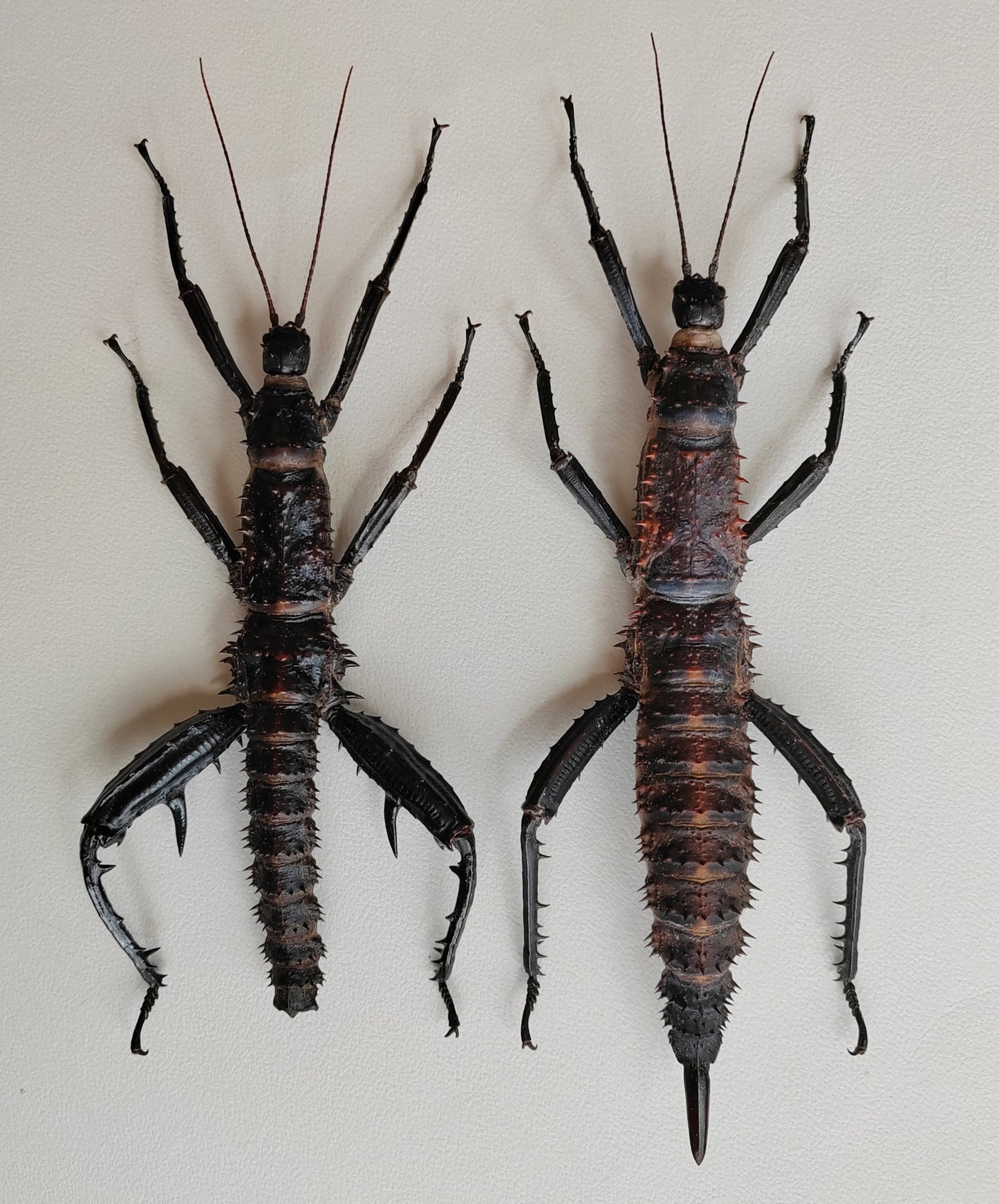 Eurycantha horrida XL pair real specimens, captive bred UK. Giant thorny devil stick insects