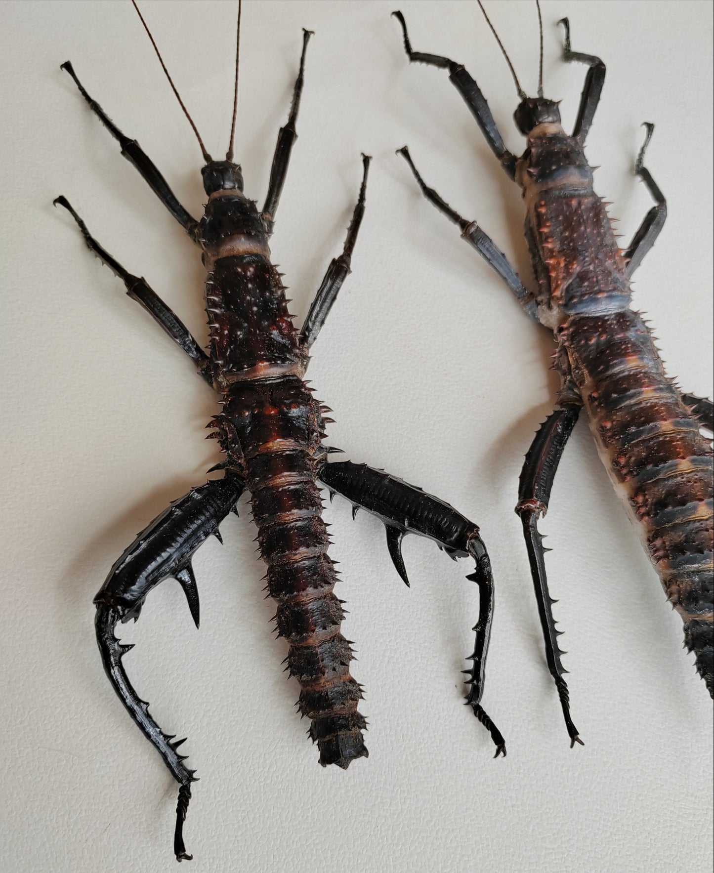 Eurycantha horrida XL pair real specimens, captive bred UK. Giant thorny devil stick insects