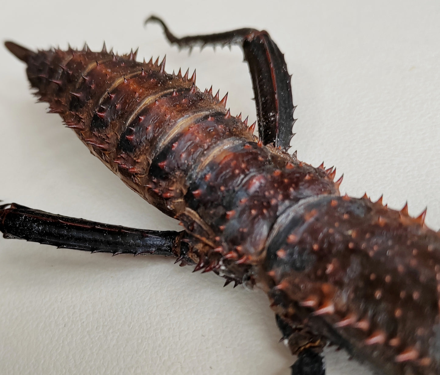 Eurycantha horrida XL pair real specimens, captive bred UK. Giant thorny devil stick insects