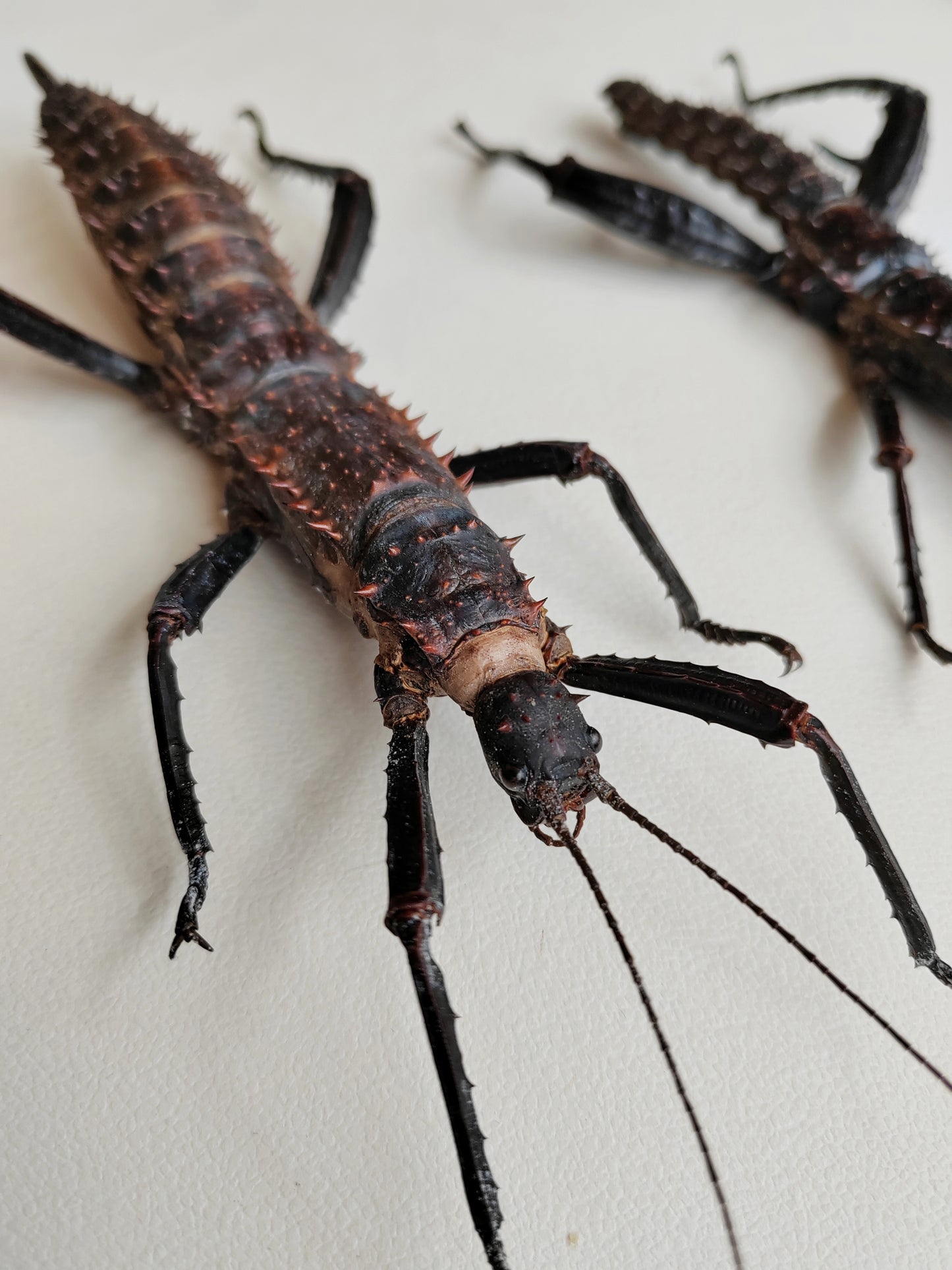 Eurycantha horrida XL pair real specimens, captive bred UK. Giant thorny devil stick insects