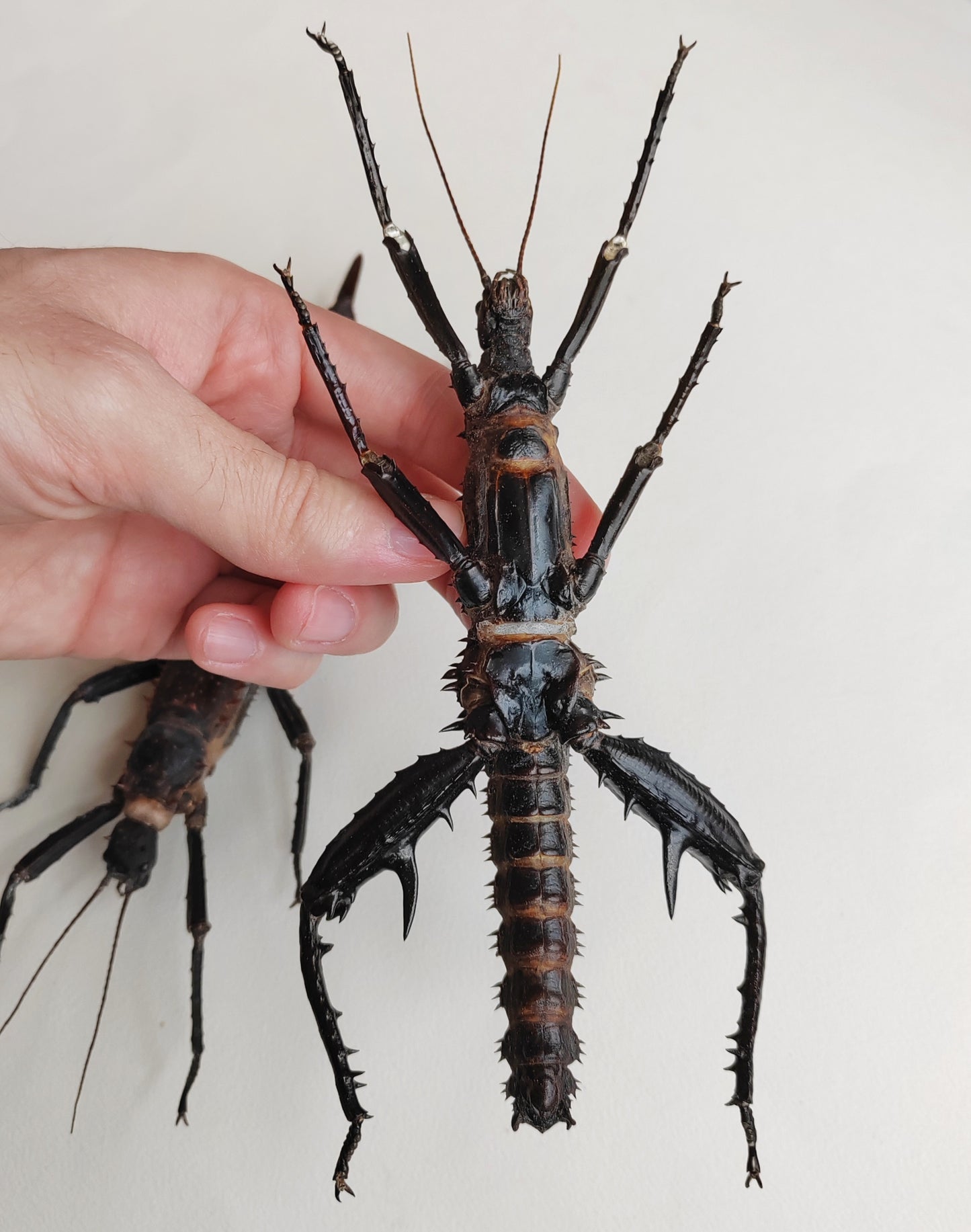 Eurycantha horrida XL pair real specimens, captive bred UK. Giant thorny devil stick insects