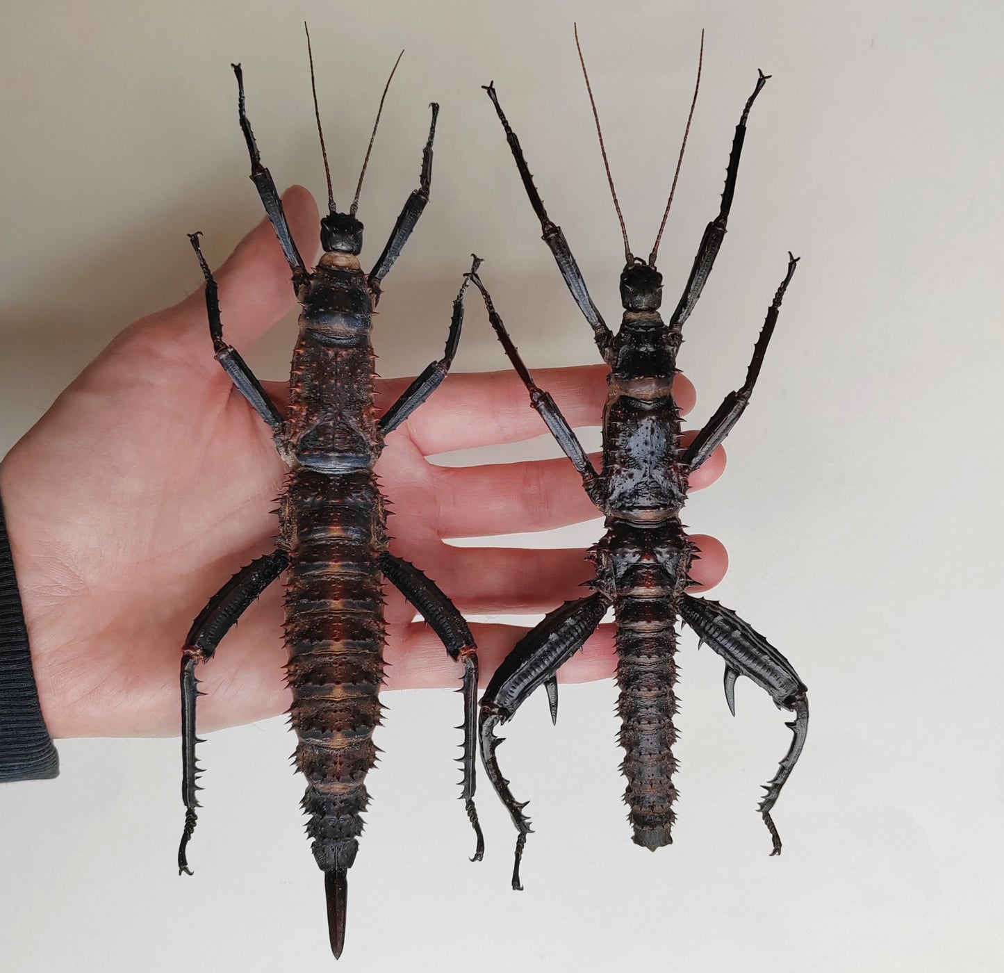 Eurycantha horrida XL pair real specimens, captive bred UK. Giant thorny devil stick insects