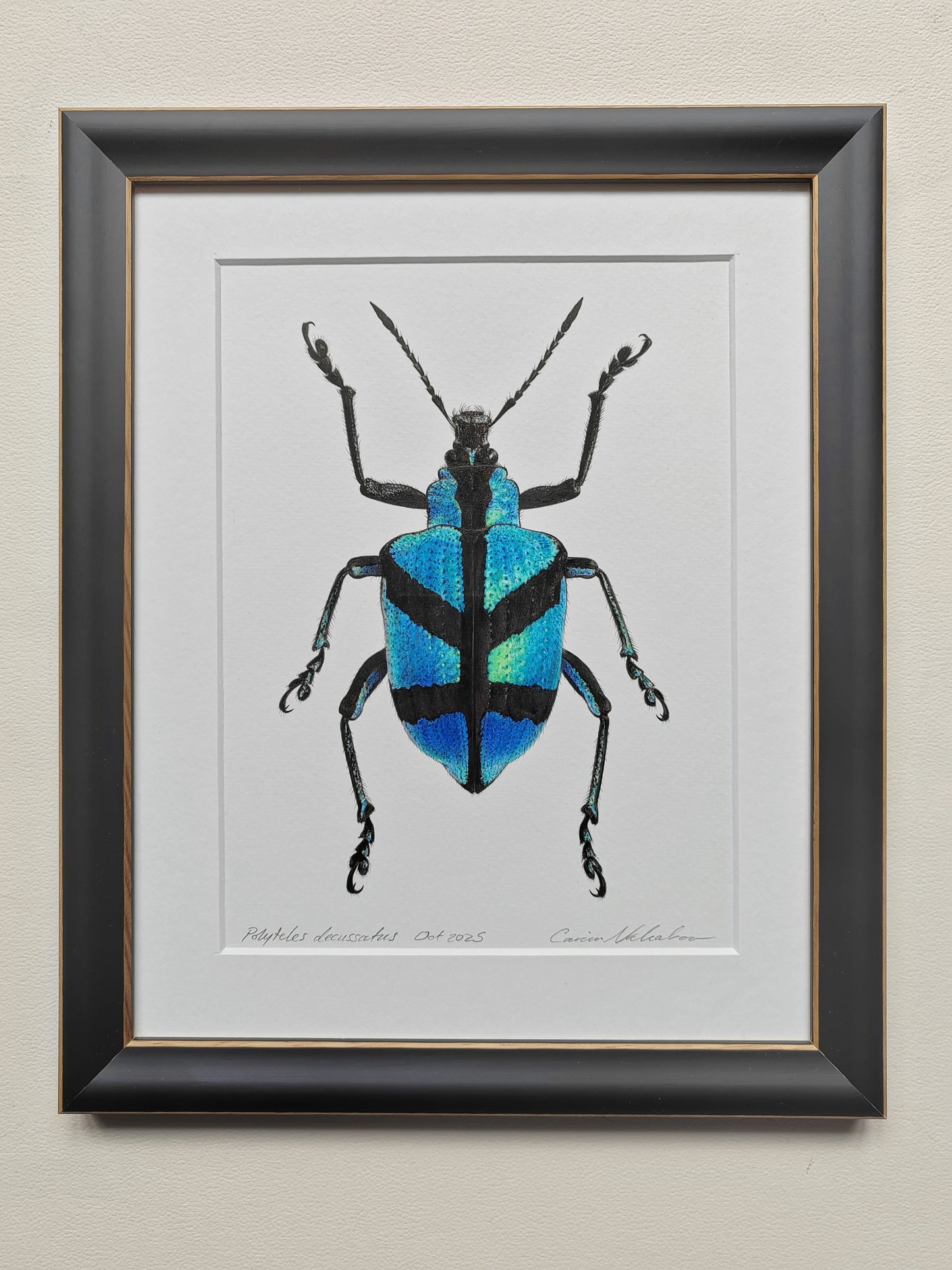 Polyteles decussatus, Blue Weevil framed original artwork