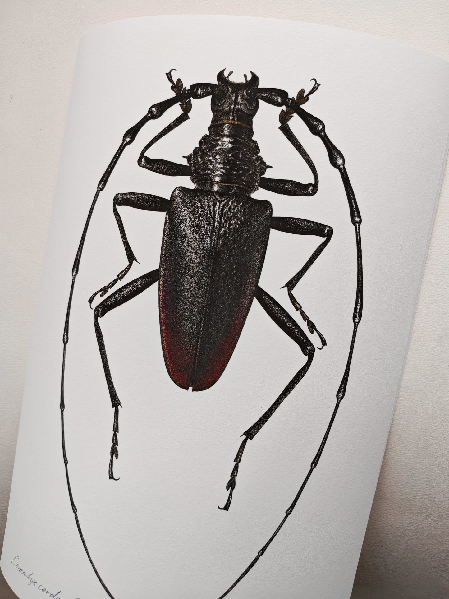 Cerambyx cerdo, Capricorn Beetle, A4 size limited edition art print