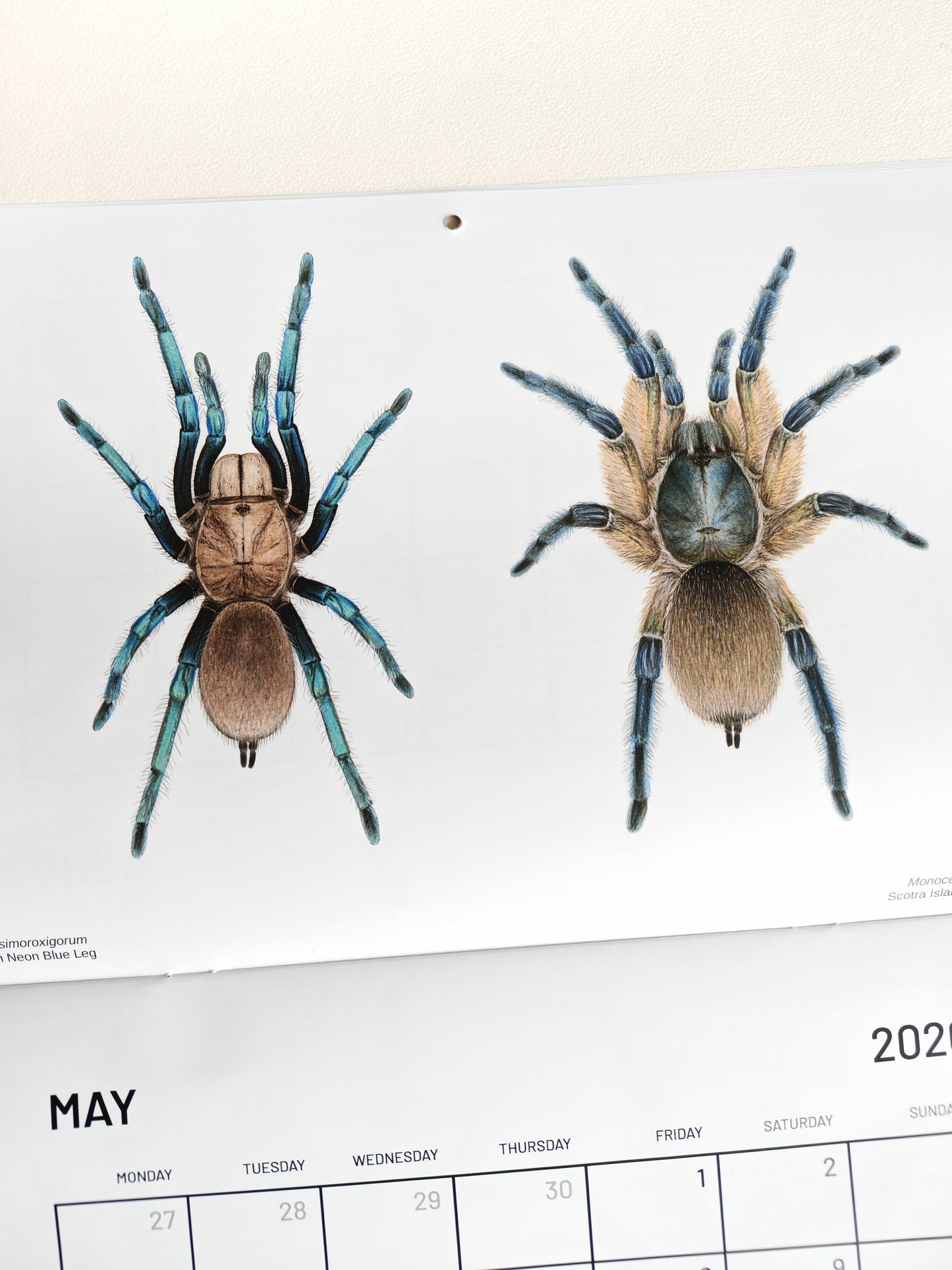 Tarantulas artwork calendar 2026