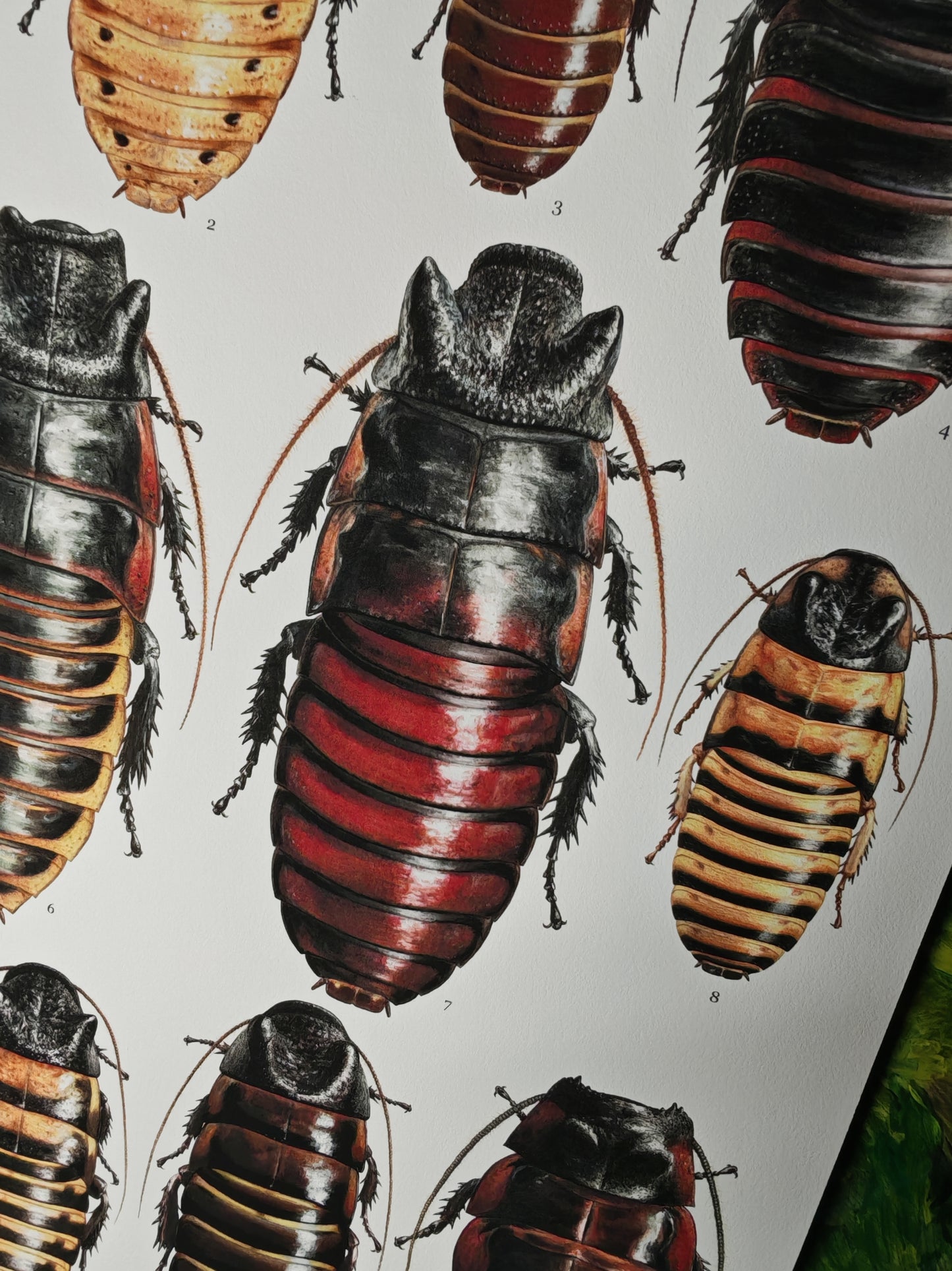 Hissing Cockroach species A3 size limited edition art print