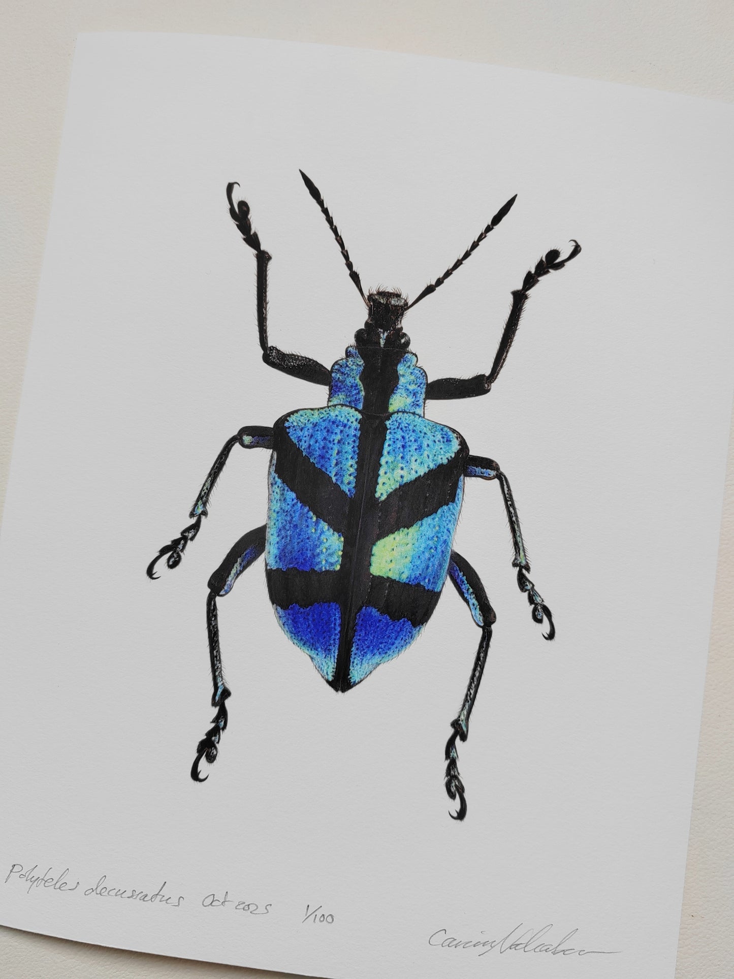 Polyteles decussatus, blue weevil 10 x 8" limited edition art print
