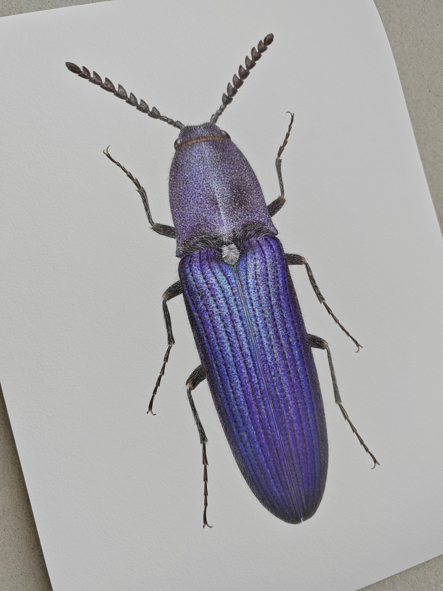 Limoniscus violaceus, Violet click beetle A4 size limited edition art print