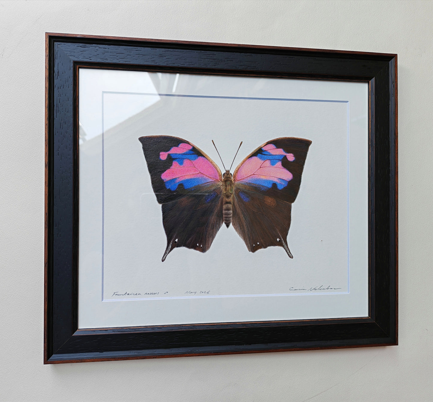 Fountainea nessus, Framed Original artwork