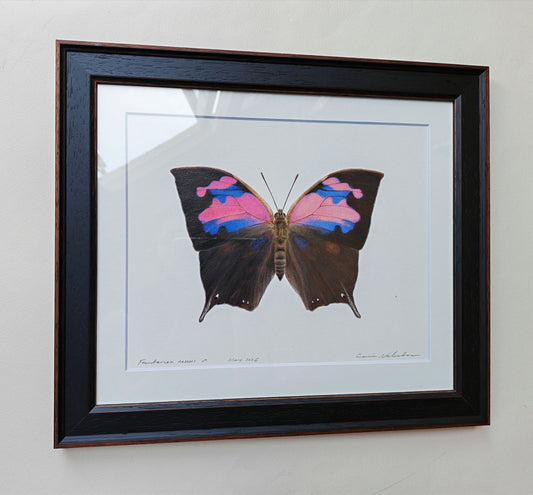 Fountainea nessus, Framed Original artwork