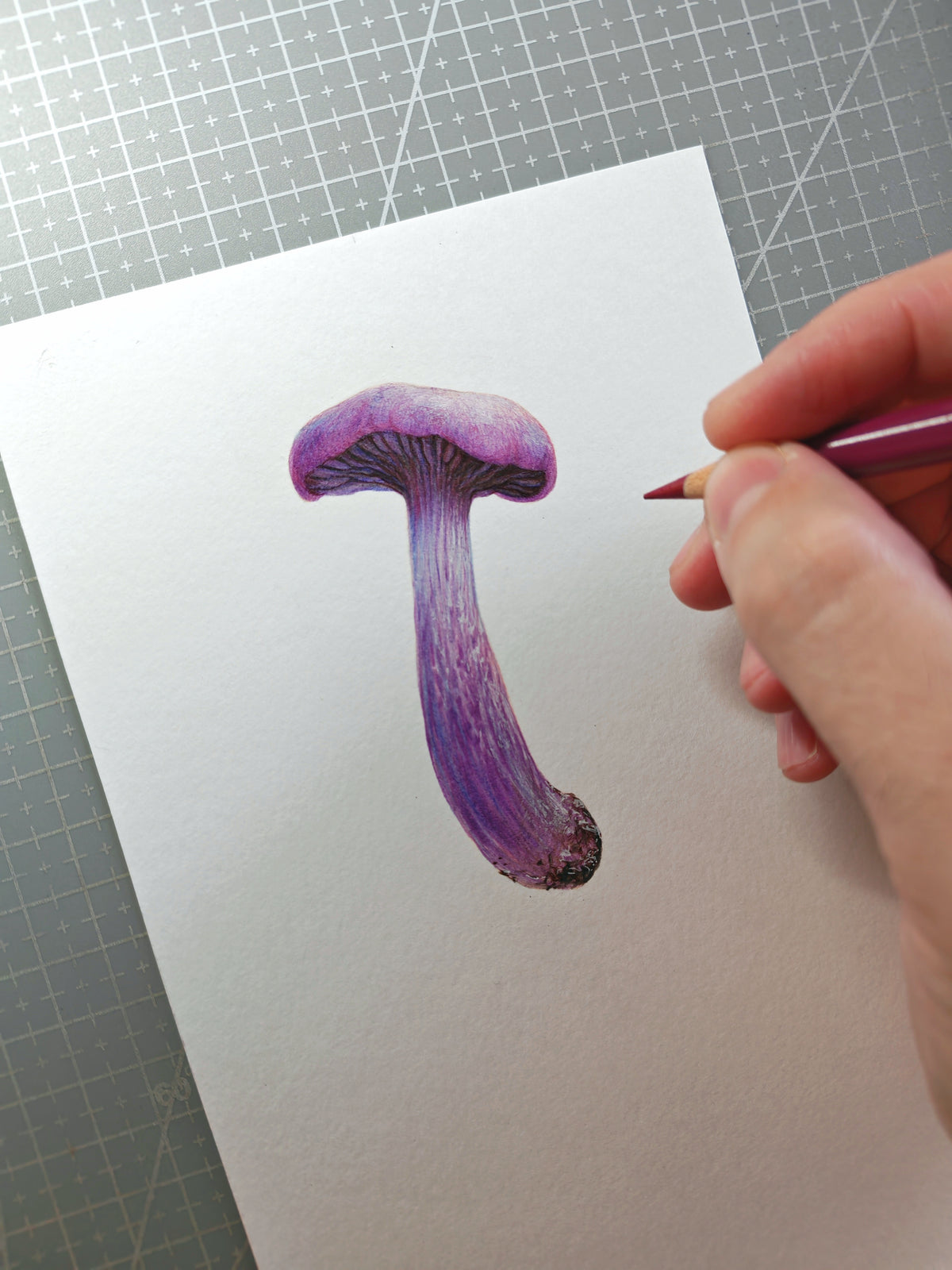 Amethyst Deceiver mushroom, framed original artwork. Laccaria amethystina