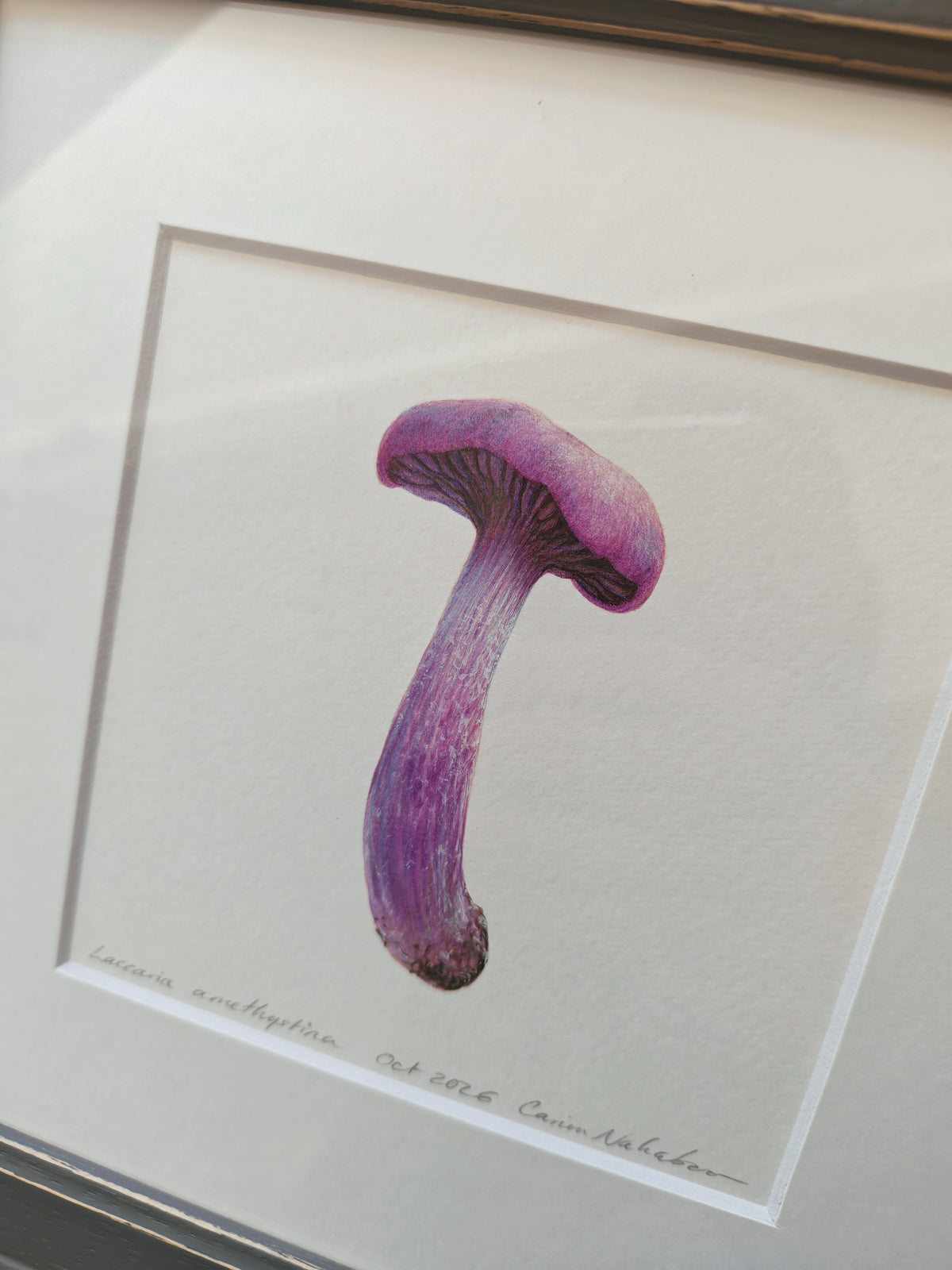 Amethyst Deceiver mushroom, framed original artwork. Laccaria amethystina