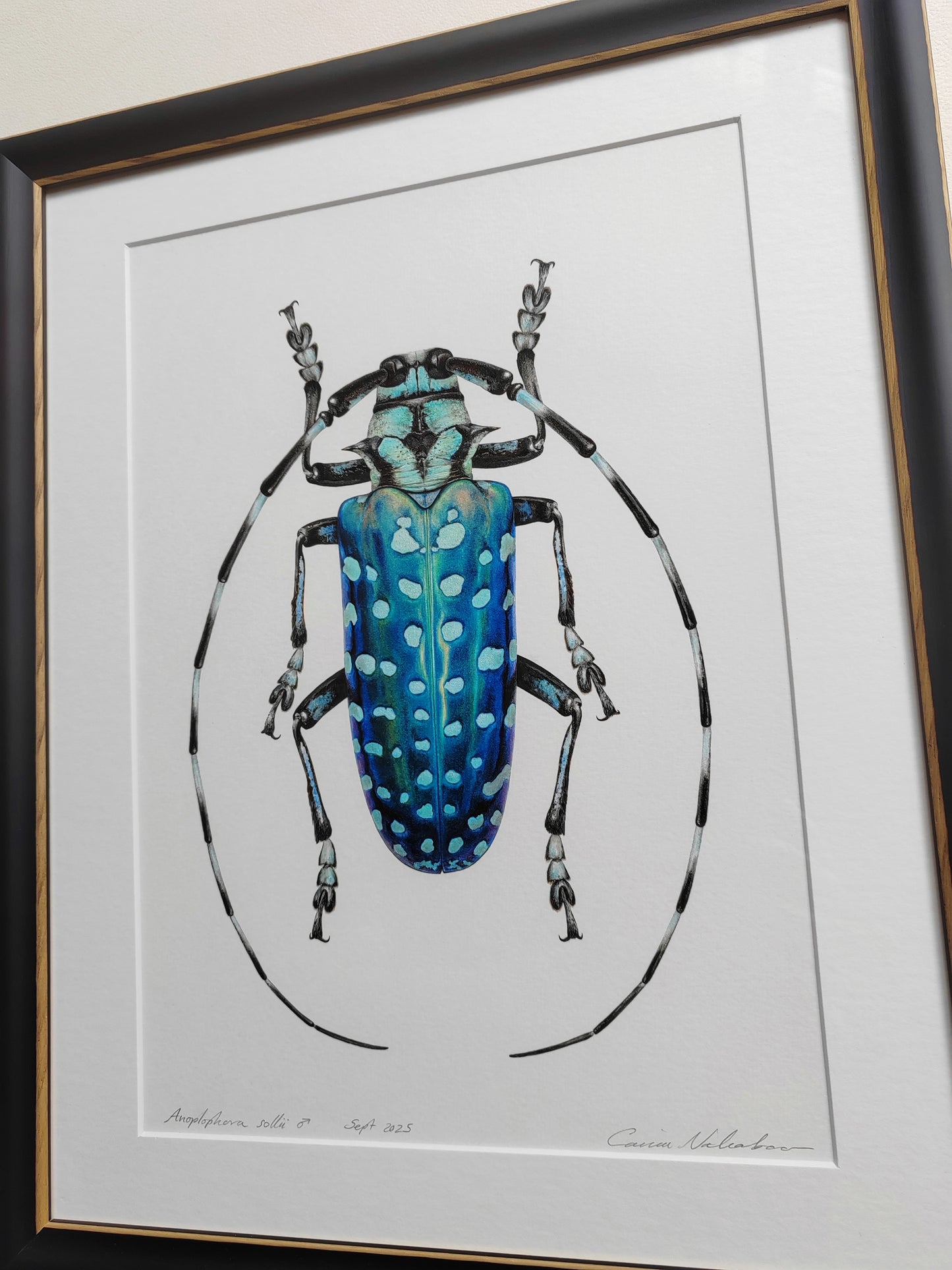Anoplophora sollii, framed original artwork