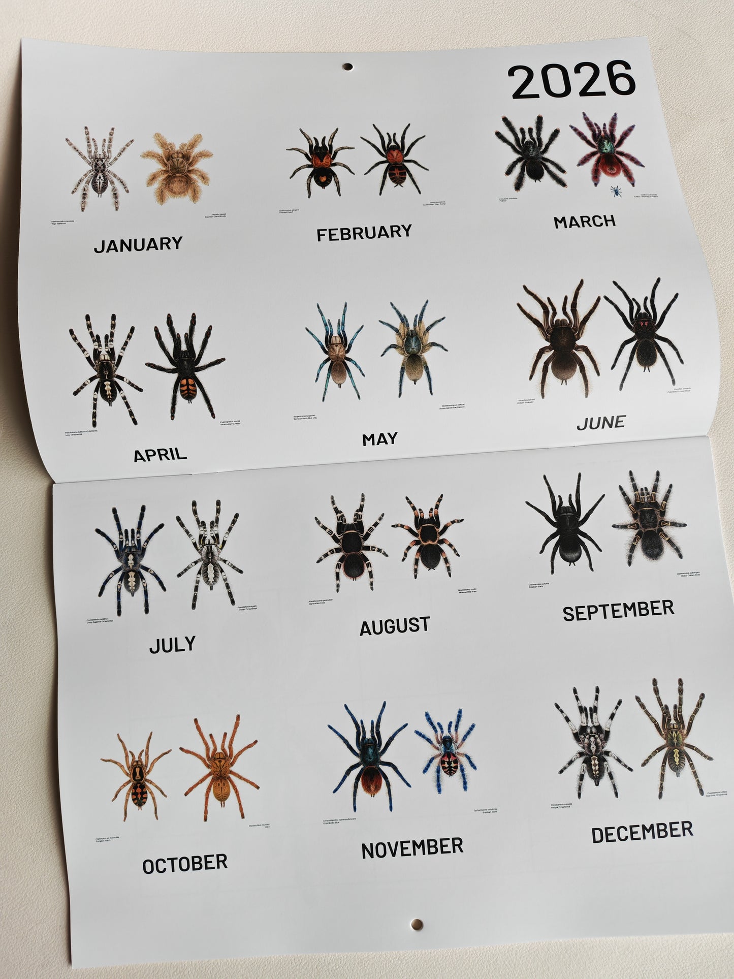 Tarantulas artwork calendar 2026