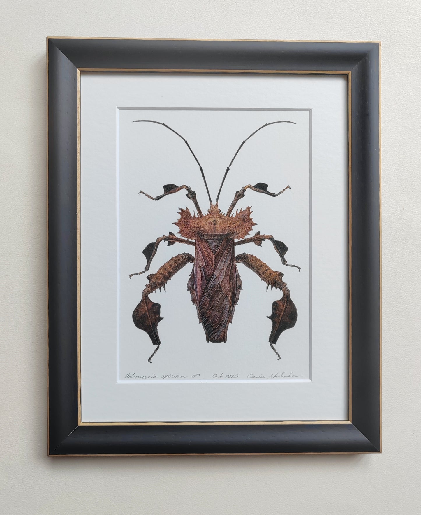 Helcomeria spinosa, Spiny Leaf Footed Bug, framed original artwork