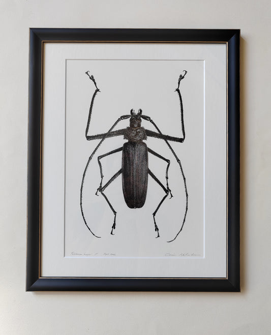 Telotoma hayesi, framed original artwork