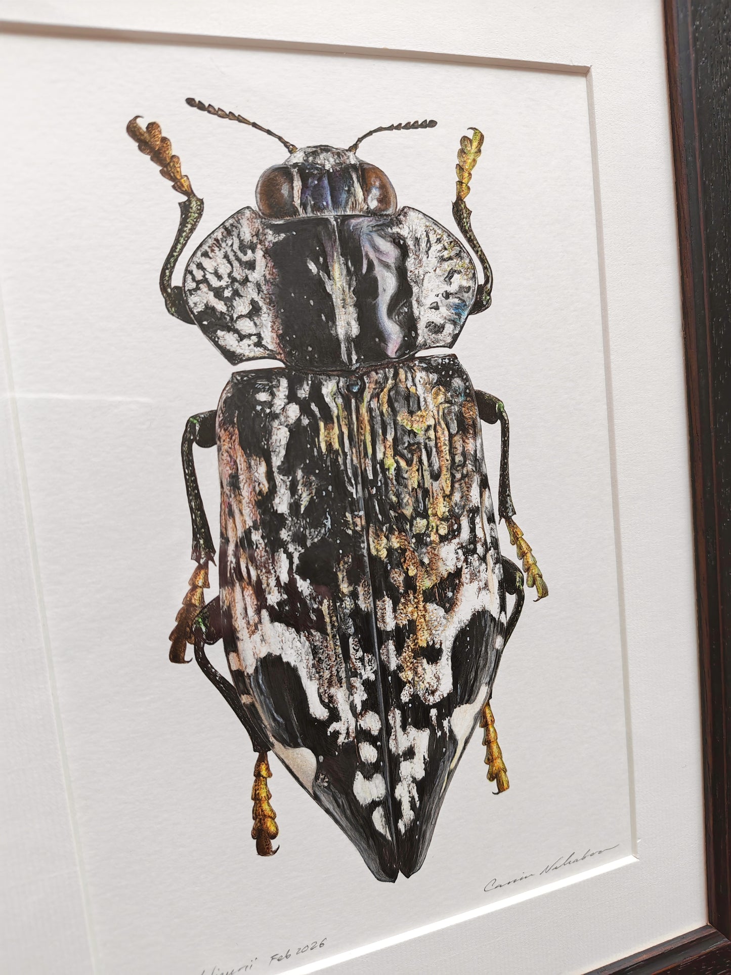 Polybothris lelieurii, Jewel Beetle. Framed Original artwork