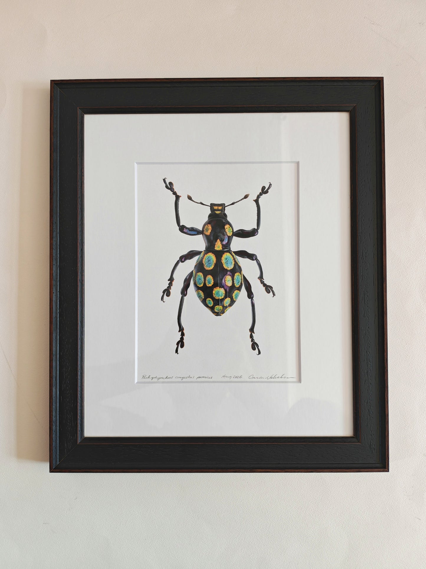 Pachyrhynchus congestus pavonius, weevil. Framed  Original hand drawn artwork