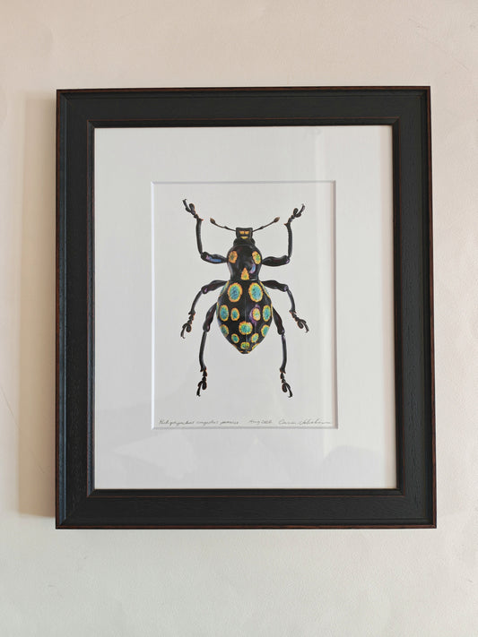Pachyrhynchus congestus pavonius, weevil. Framed  Original hand drawn artwork
