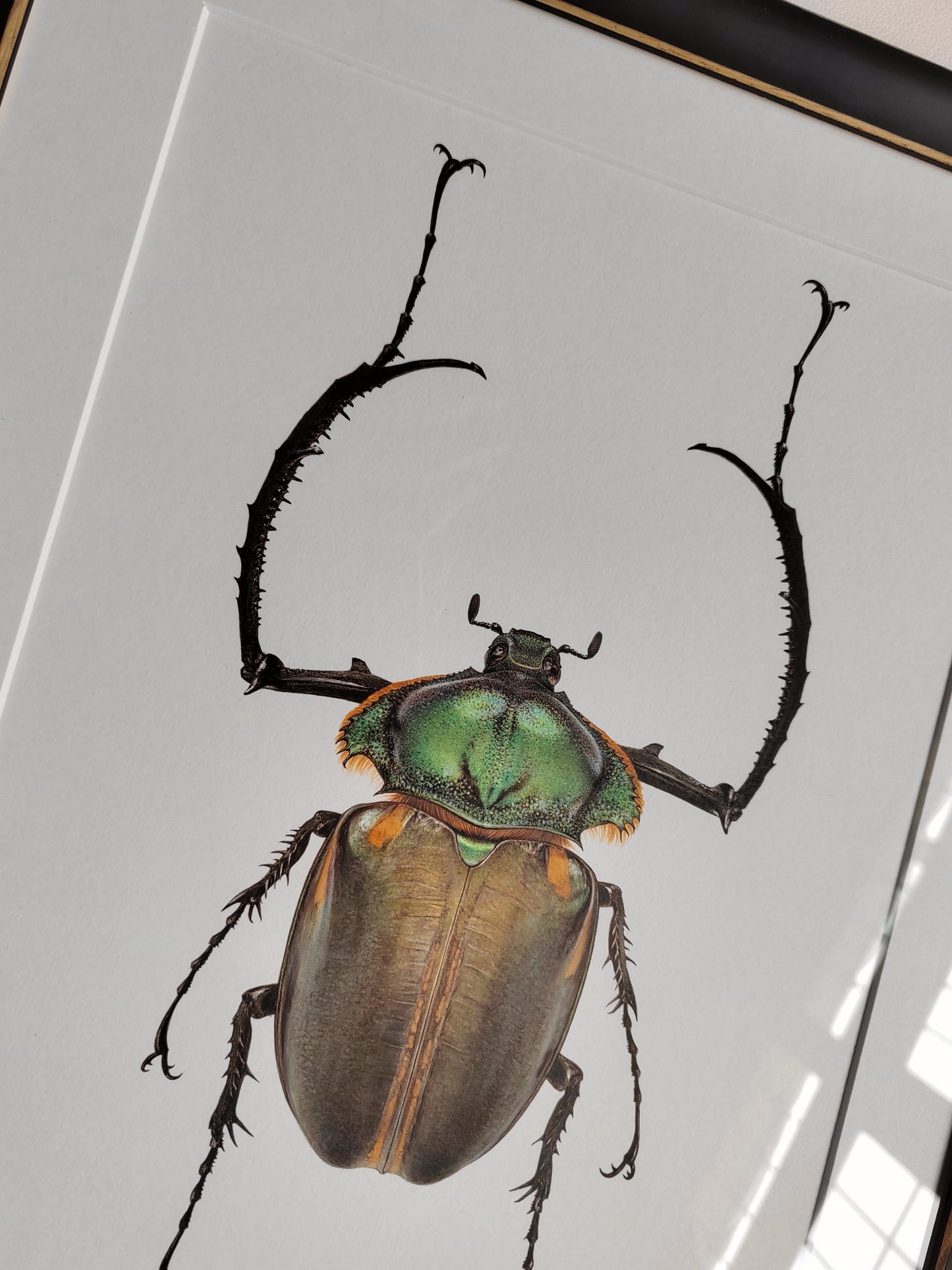 Cheirotonus jansoni, Long Armed Scarab, framed original artwork