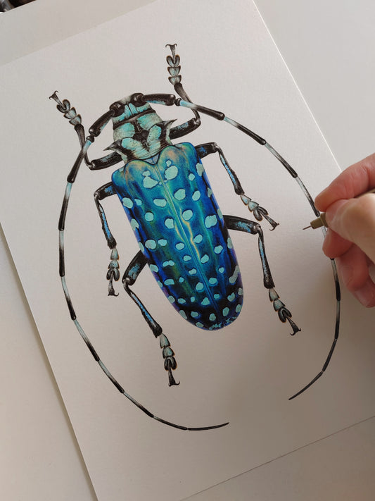 Anoplophora sollii, longhorn beetle A4 size limited edition art print