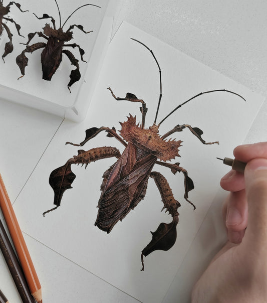 Helcomeria spinosa, Giant Spiny Leaf-footed Bug 10 x 8" limited edition art print