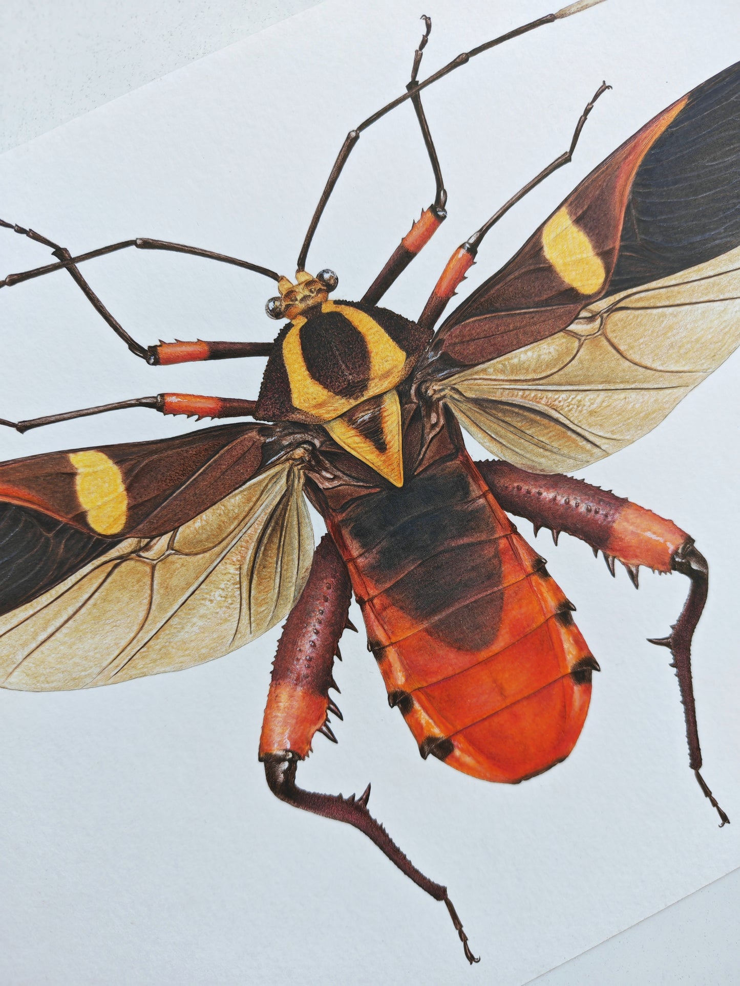 Schaeferocoris ecuadorensis limited edition art print A4 size