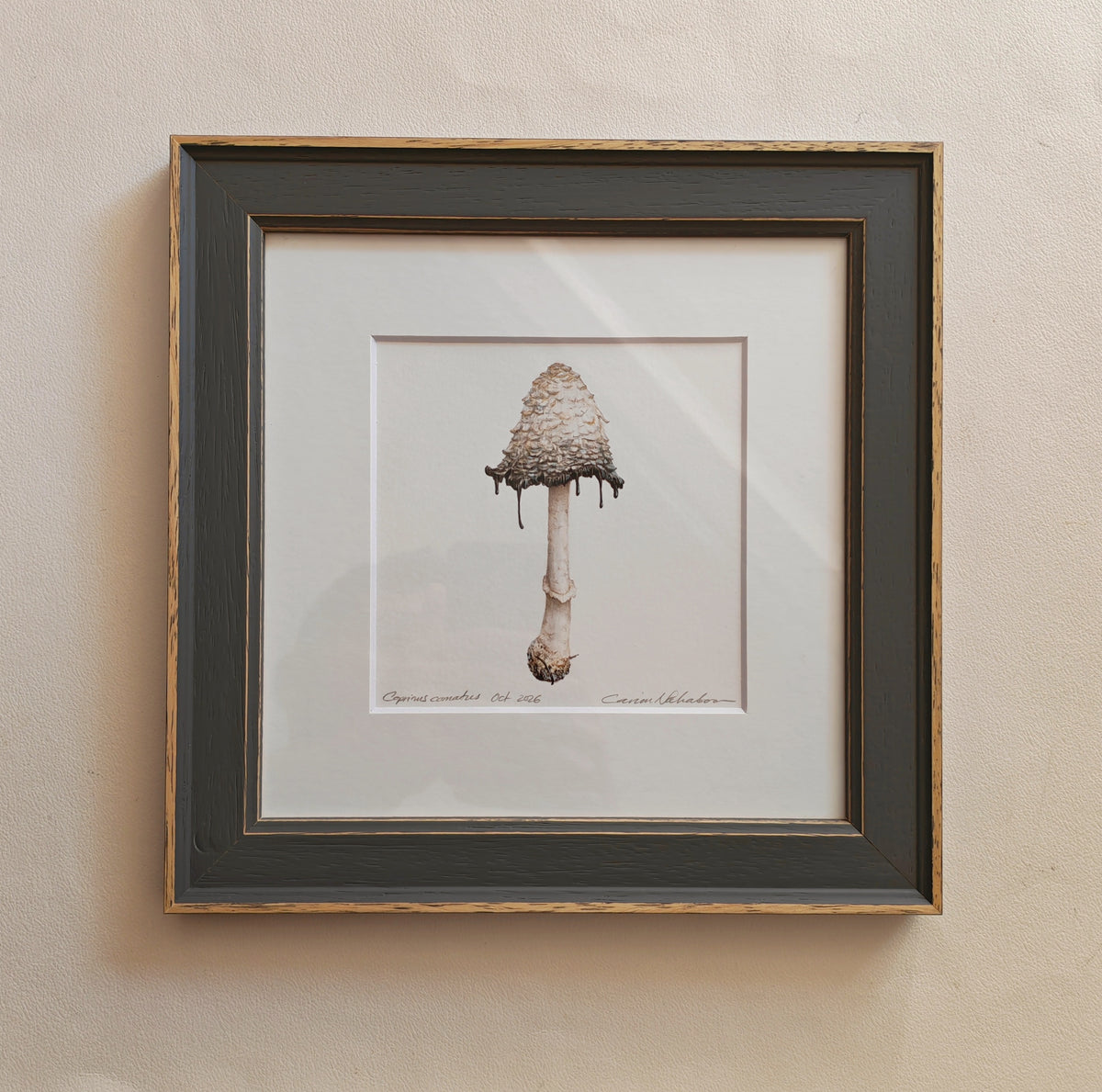Shaggy Ink Cap mushroom framed original artwork. Coprinus comatus