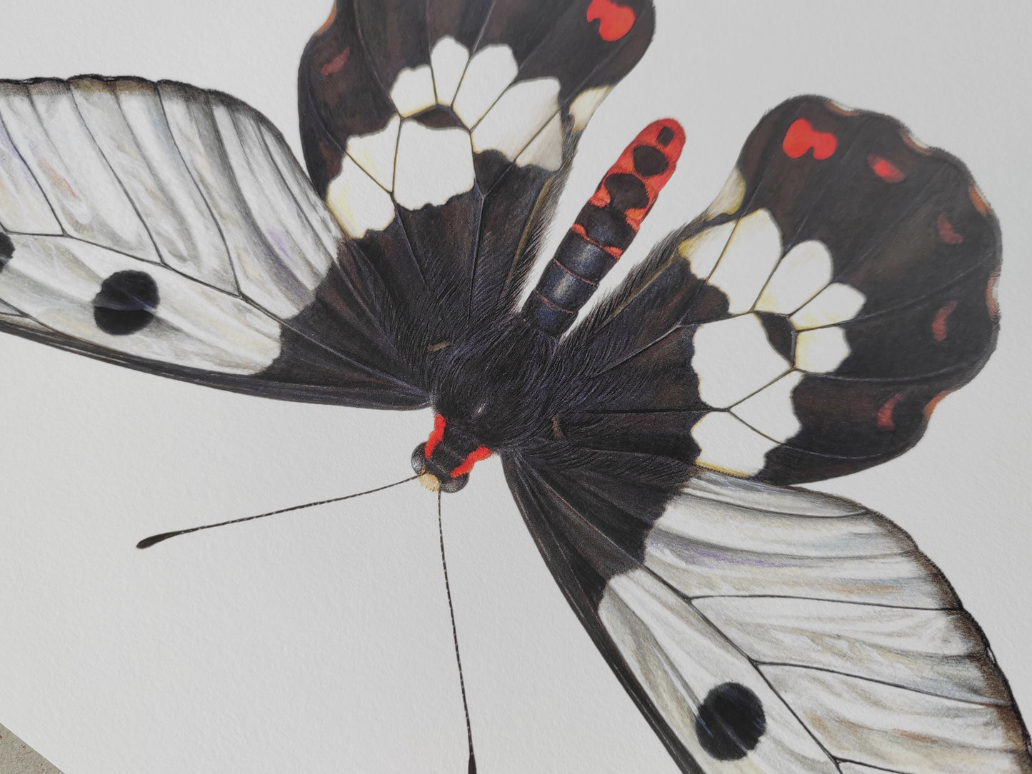 Cressida cressida, "Big Greasy" Australian Clearwing Swallowtail butterfly A4 size limited edition art print