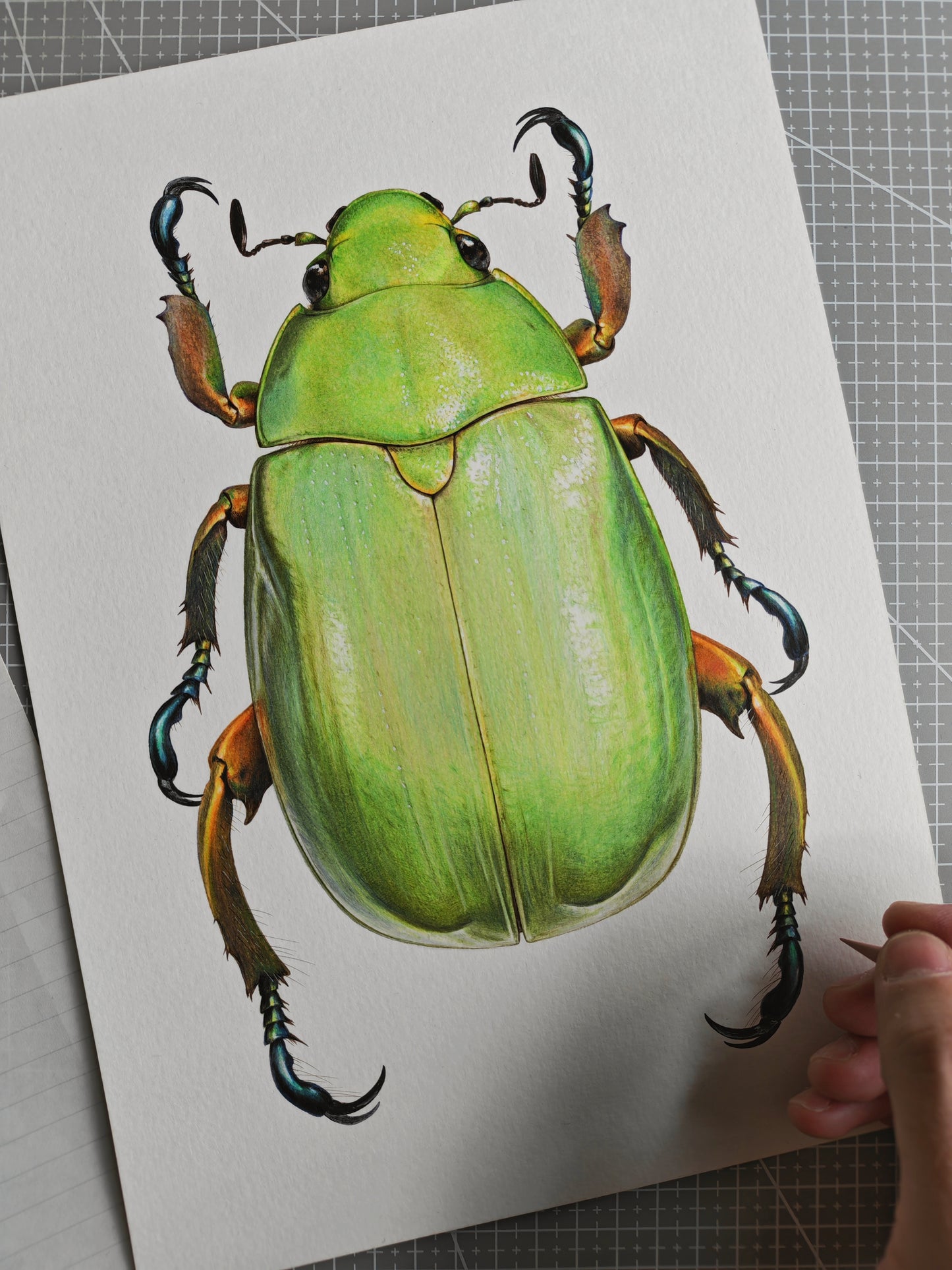 Chrysina alexae A4 size limited edition art print