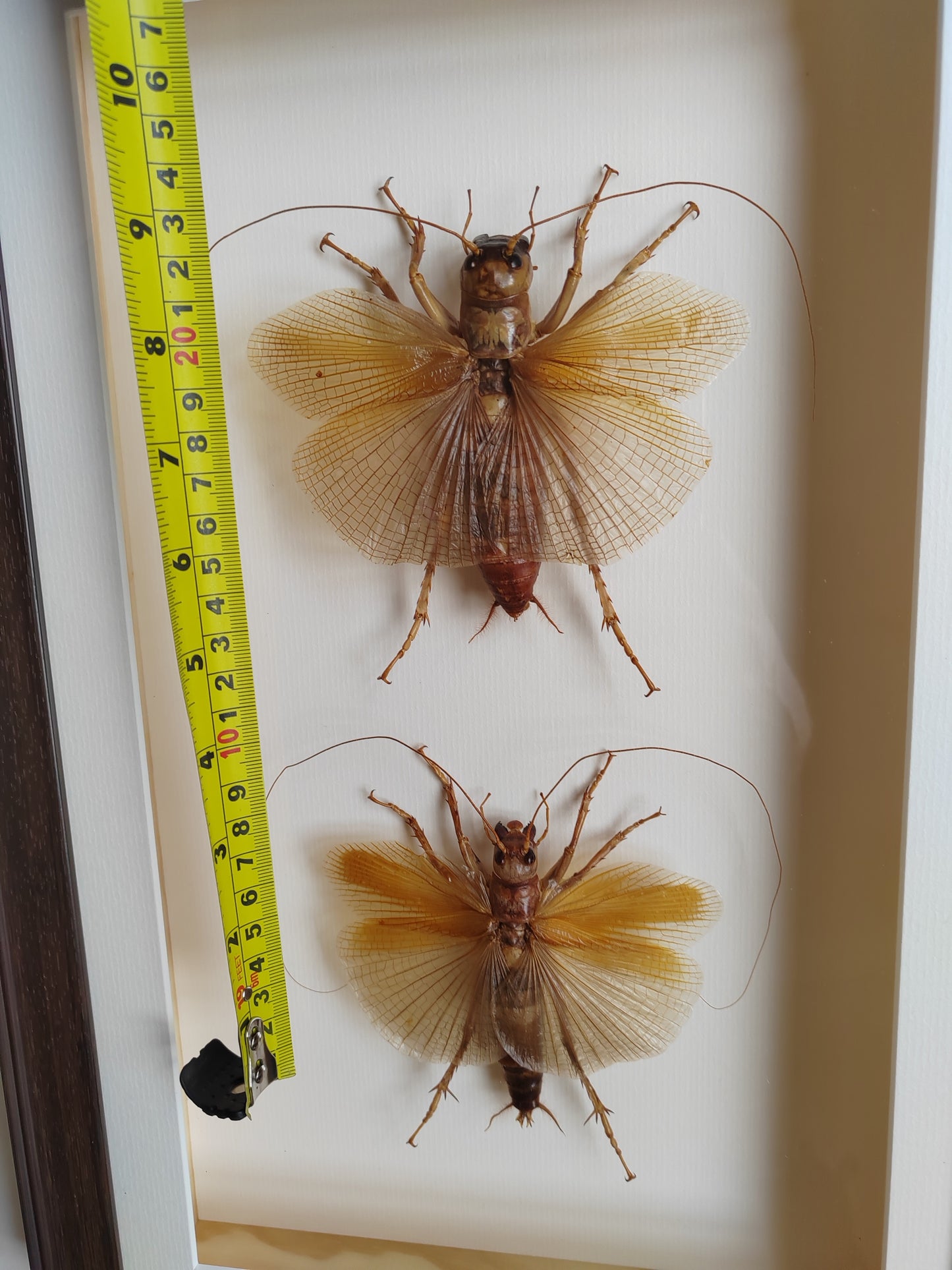Sia ferox - Bulldog Raspy Cricket, real framed specimens male & female pair