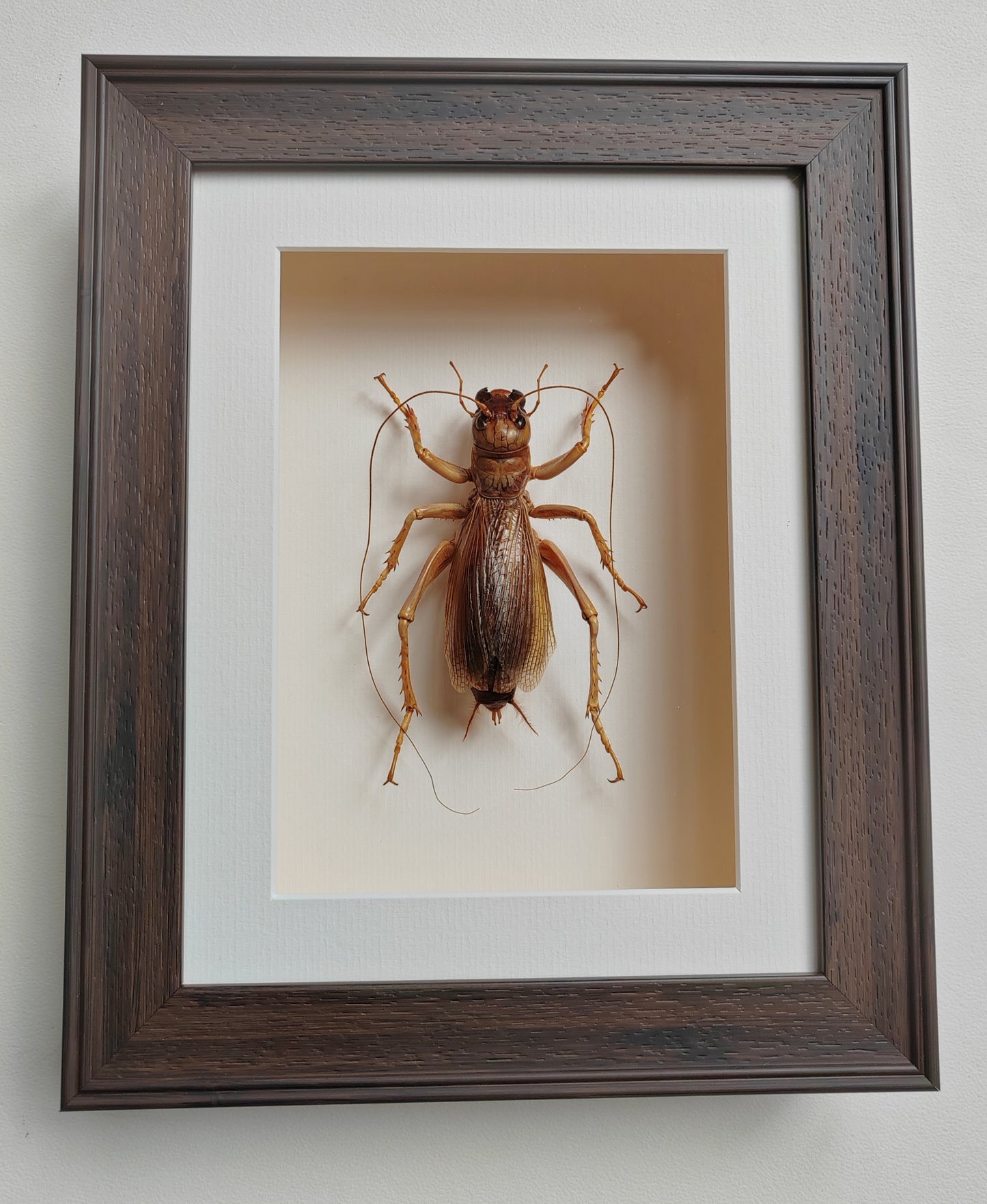 Sia ferox, Huge female - Bulldog Raspy Cricket, real framed specimen
