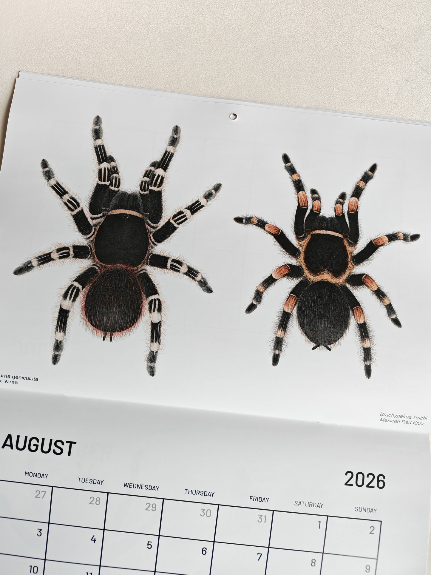 Tarantulas artwork calendar 2026