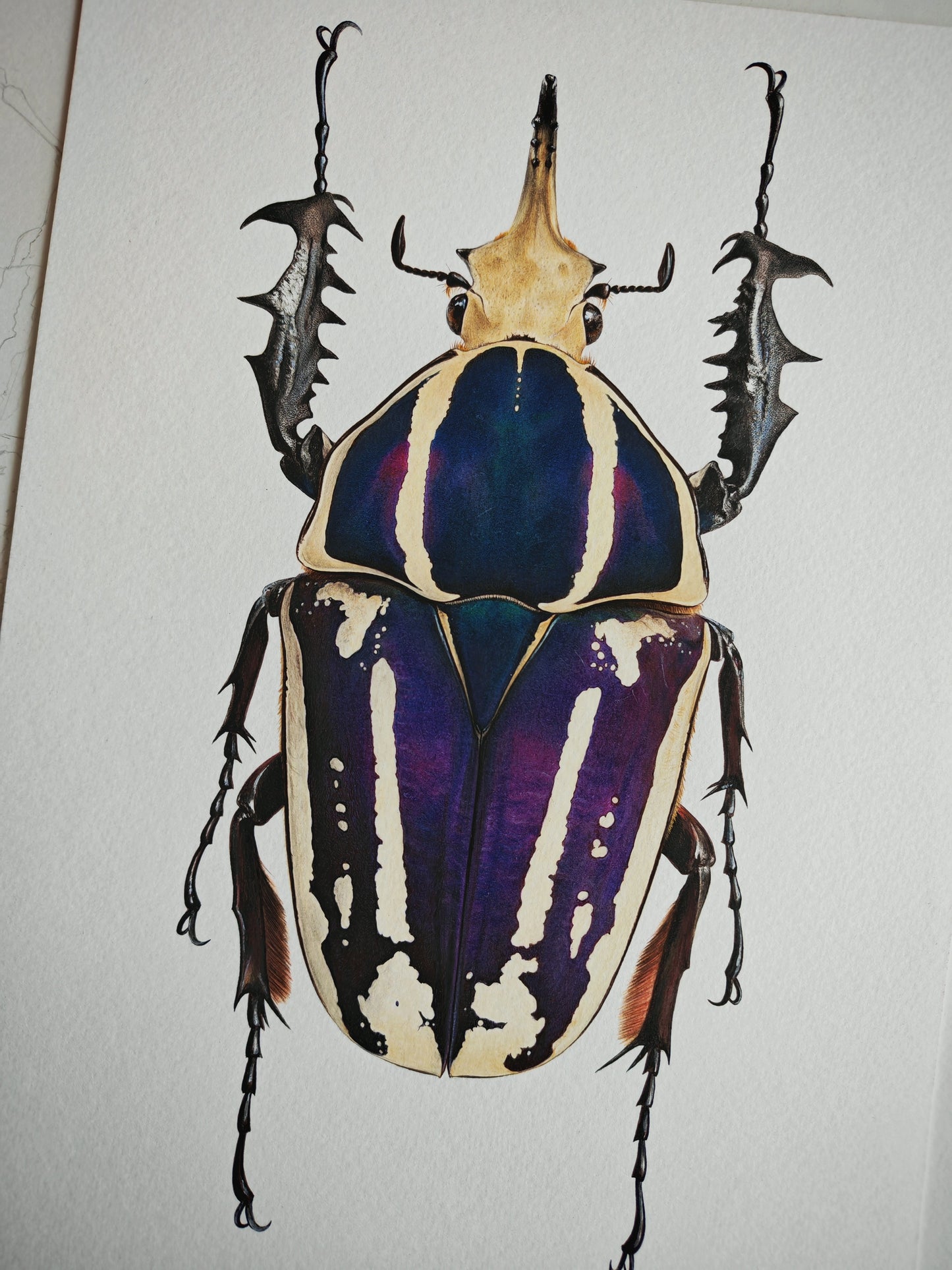 Mecynorrhina torquata ugandensis, A4 size limited edition art print