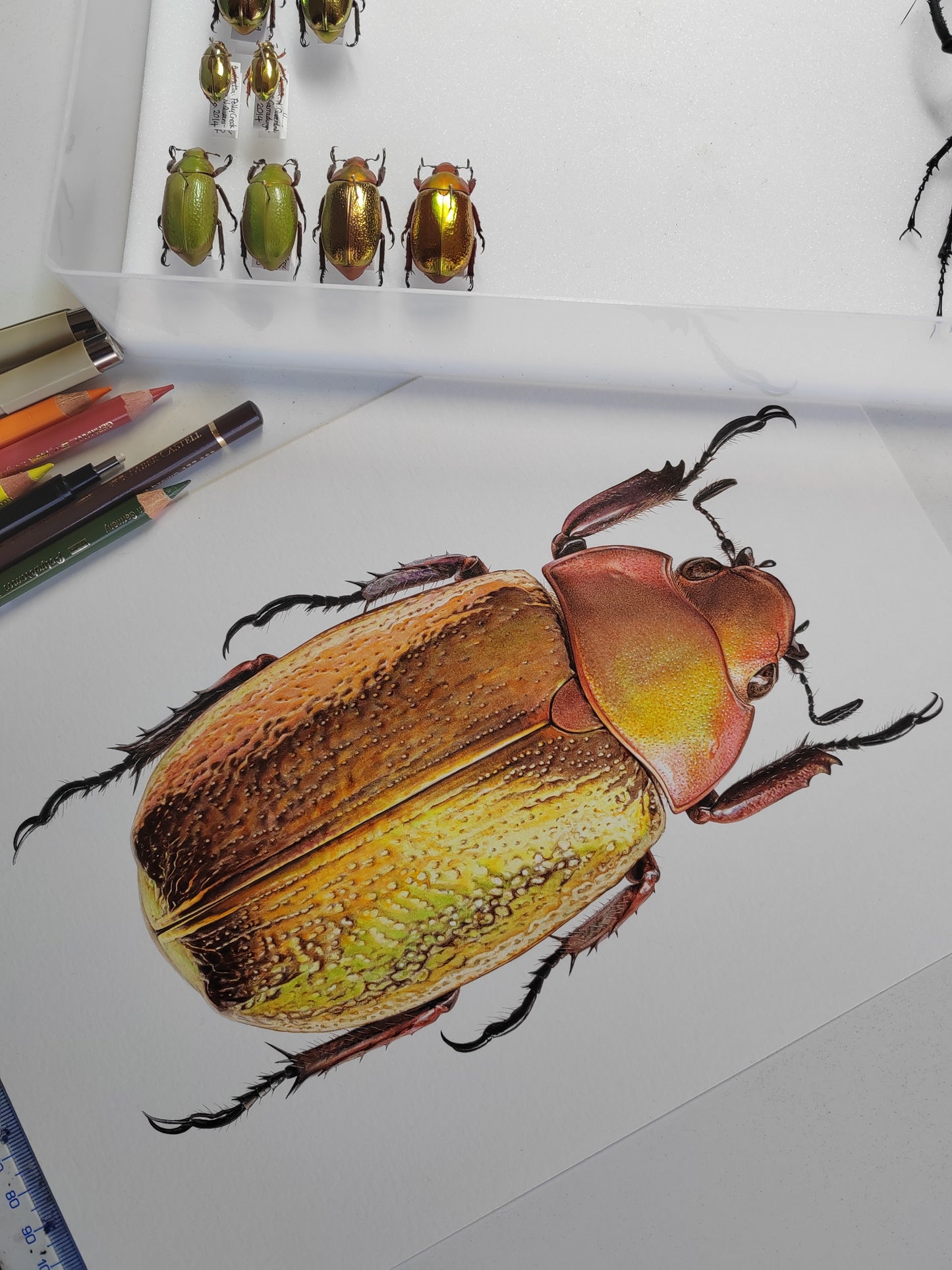 Chrysina boucardi, Gold form Jewel Scarab, A4 size limited edition art print