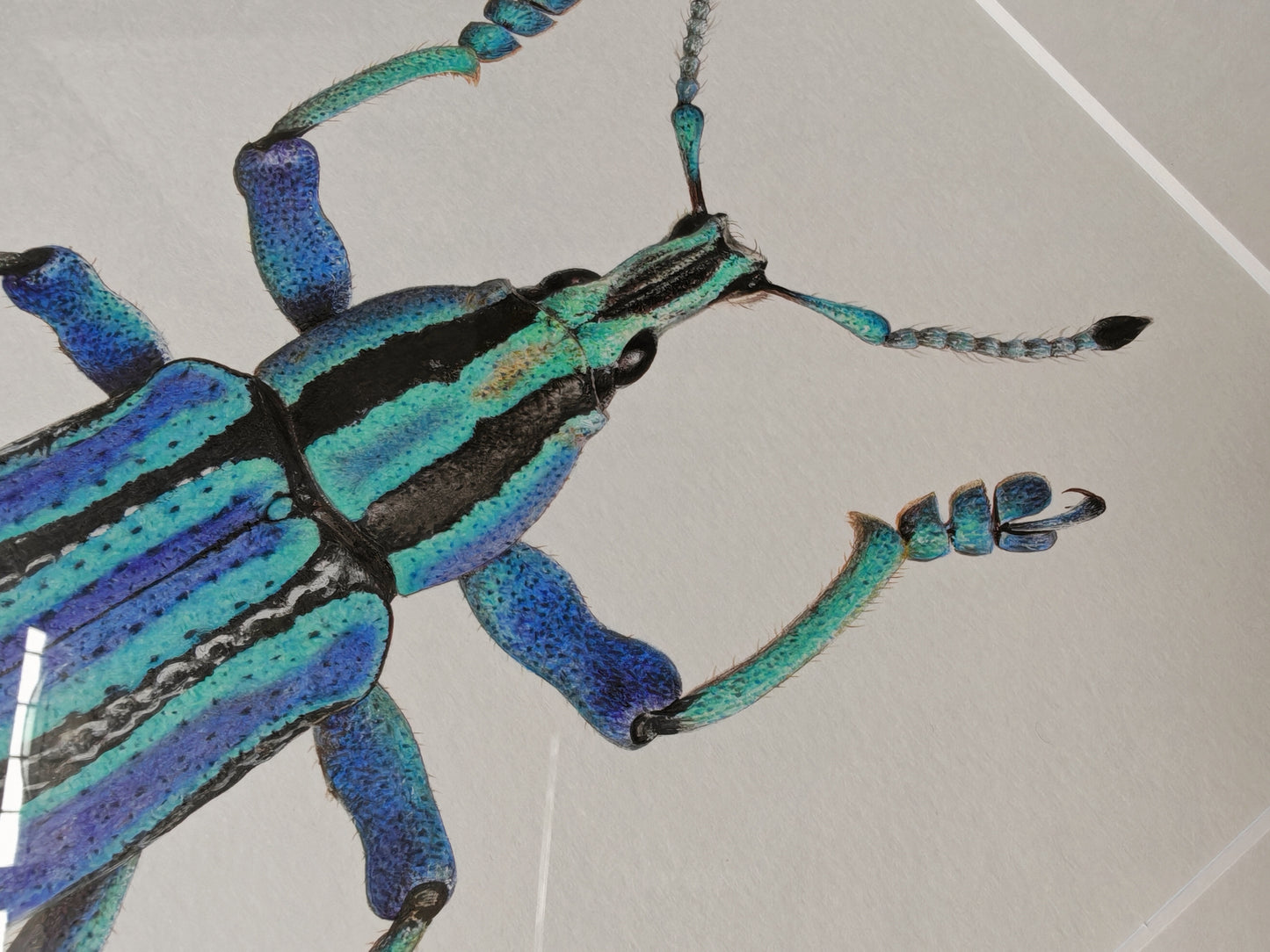 Eupholus bennetti, Blue Weevil from Papua New Guinea. Framed original artwork