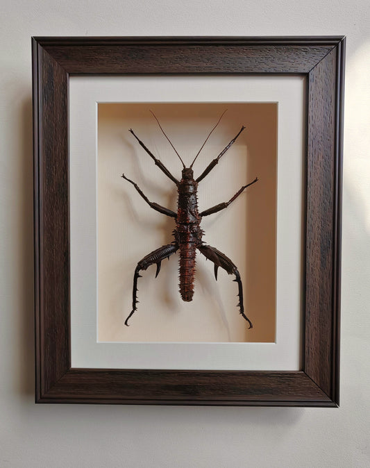 Eurycantha horrida, large male real framed specimen. Thorny devil stick insect
