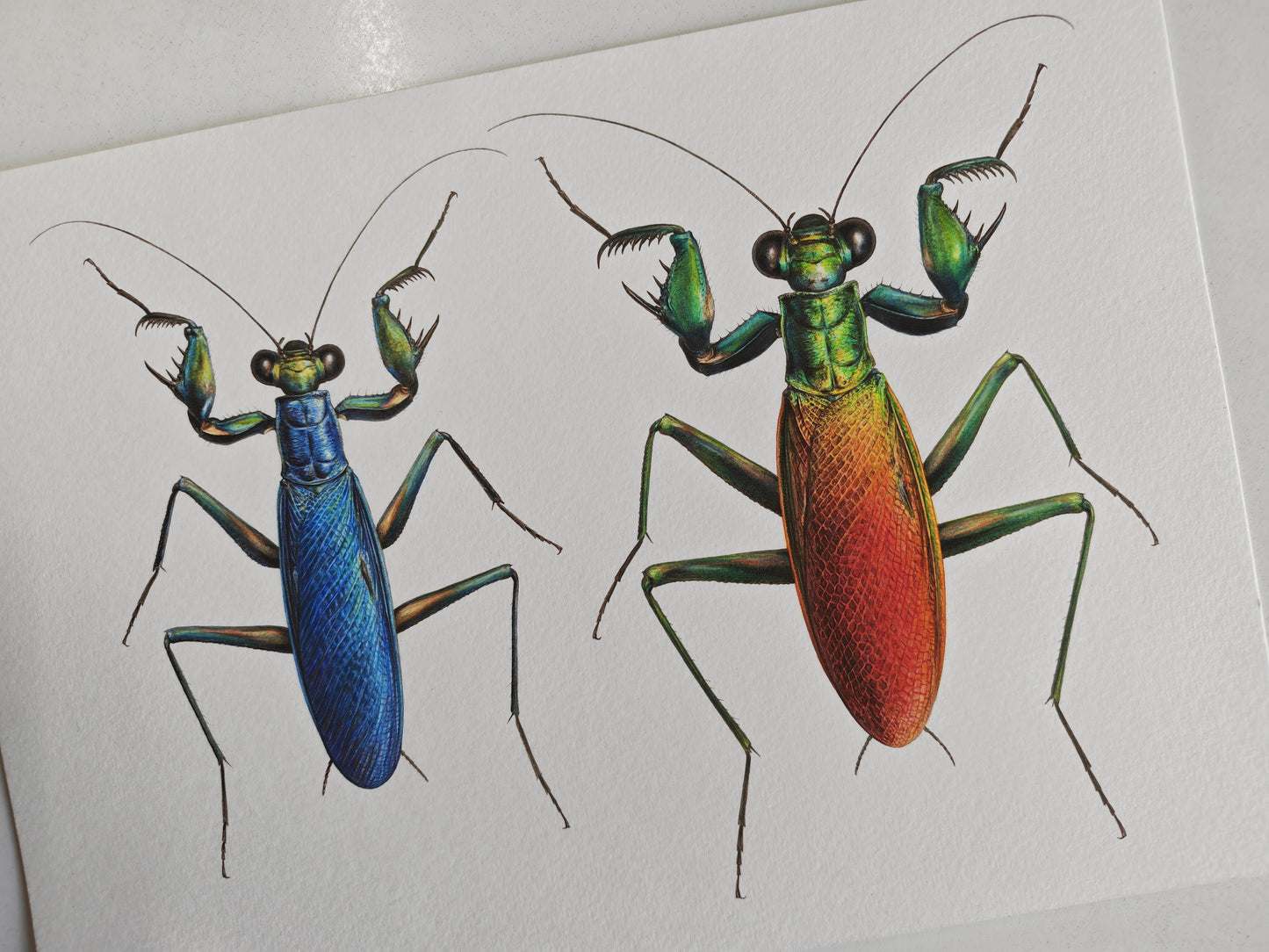 Metallyticus splendidus, metallic bark mantis Male & Female pair. A4 sized limited edition art print