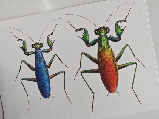 Metallyticus splendidus, metallic bark mantis Male & Female pair. A4 sized limited edition art print