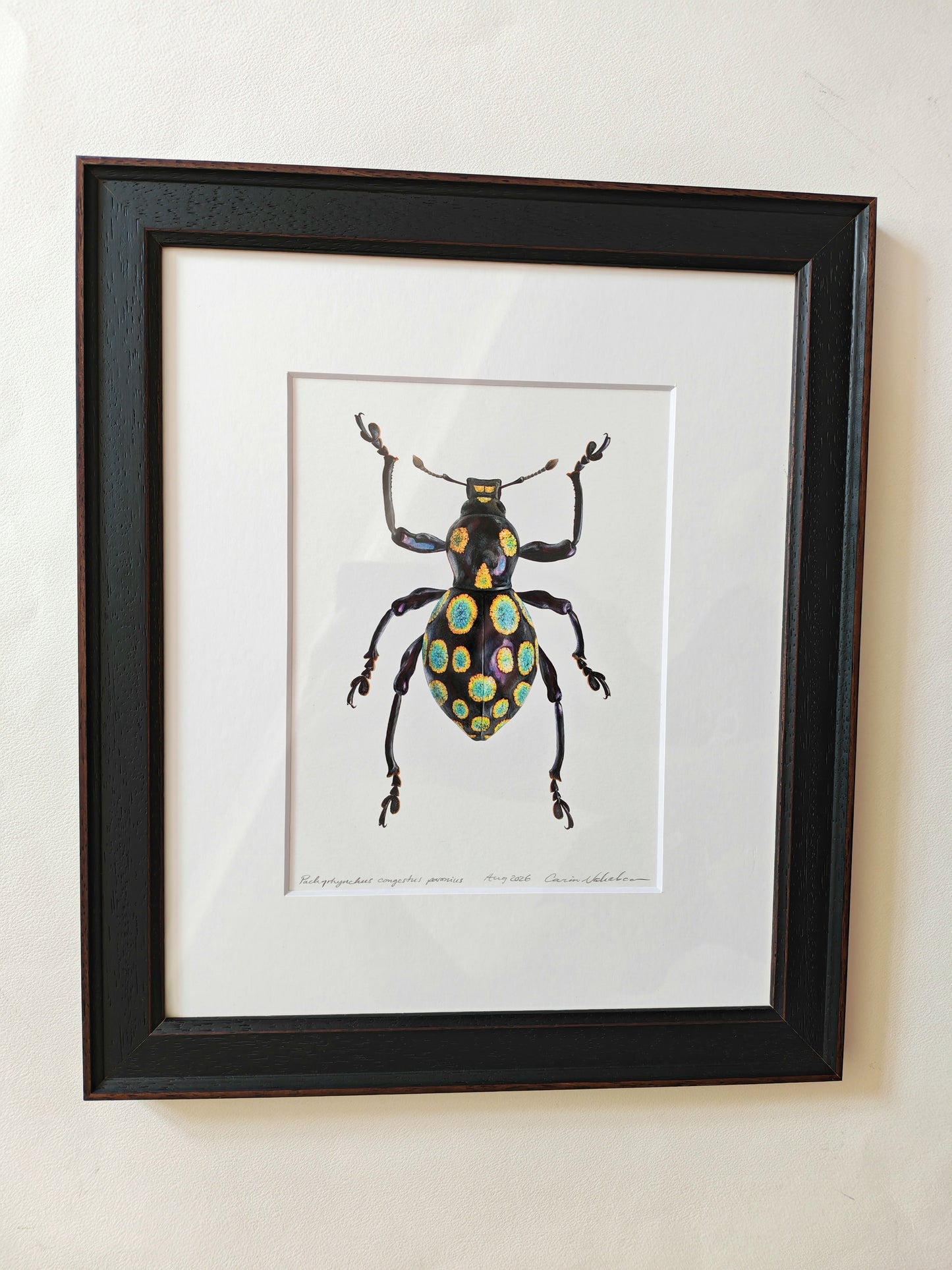 Pachyrhynchus congestus pavonius, weevil. Framed  Original hand drawn artwork