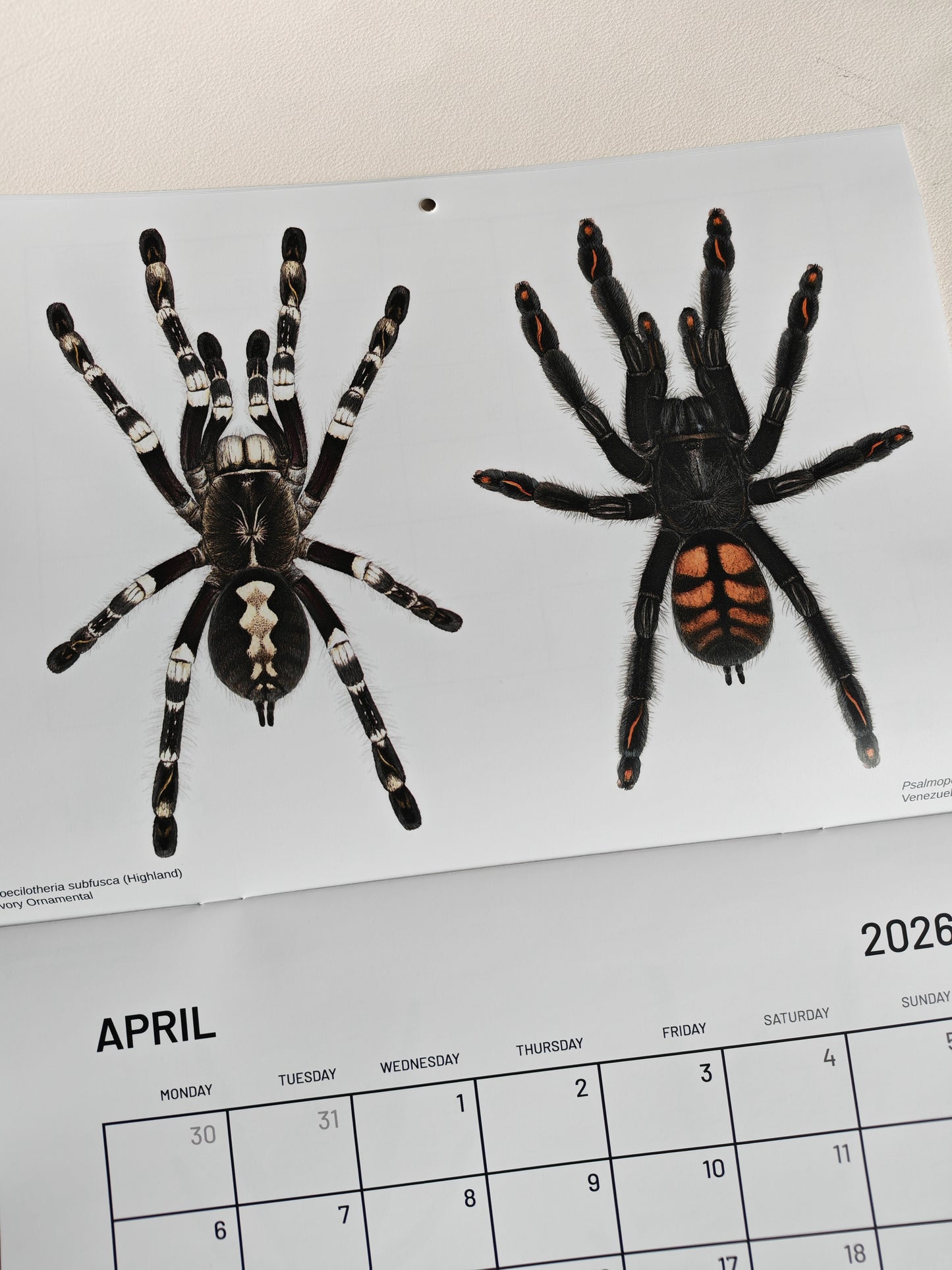 Tarantulas artwork calendar 2026