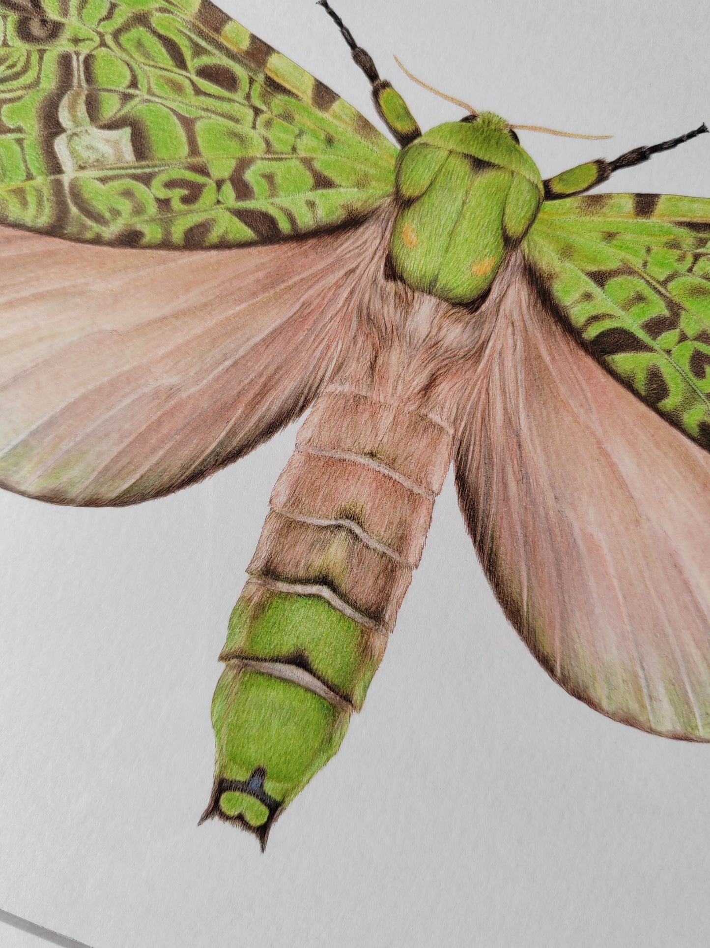 Aenetus virescens, Pūriri Moth, framed original artwork