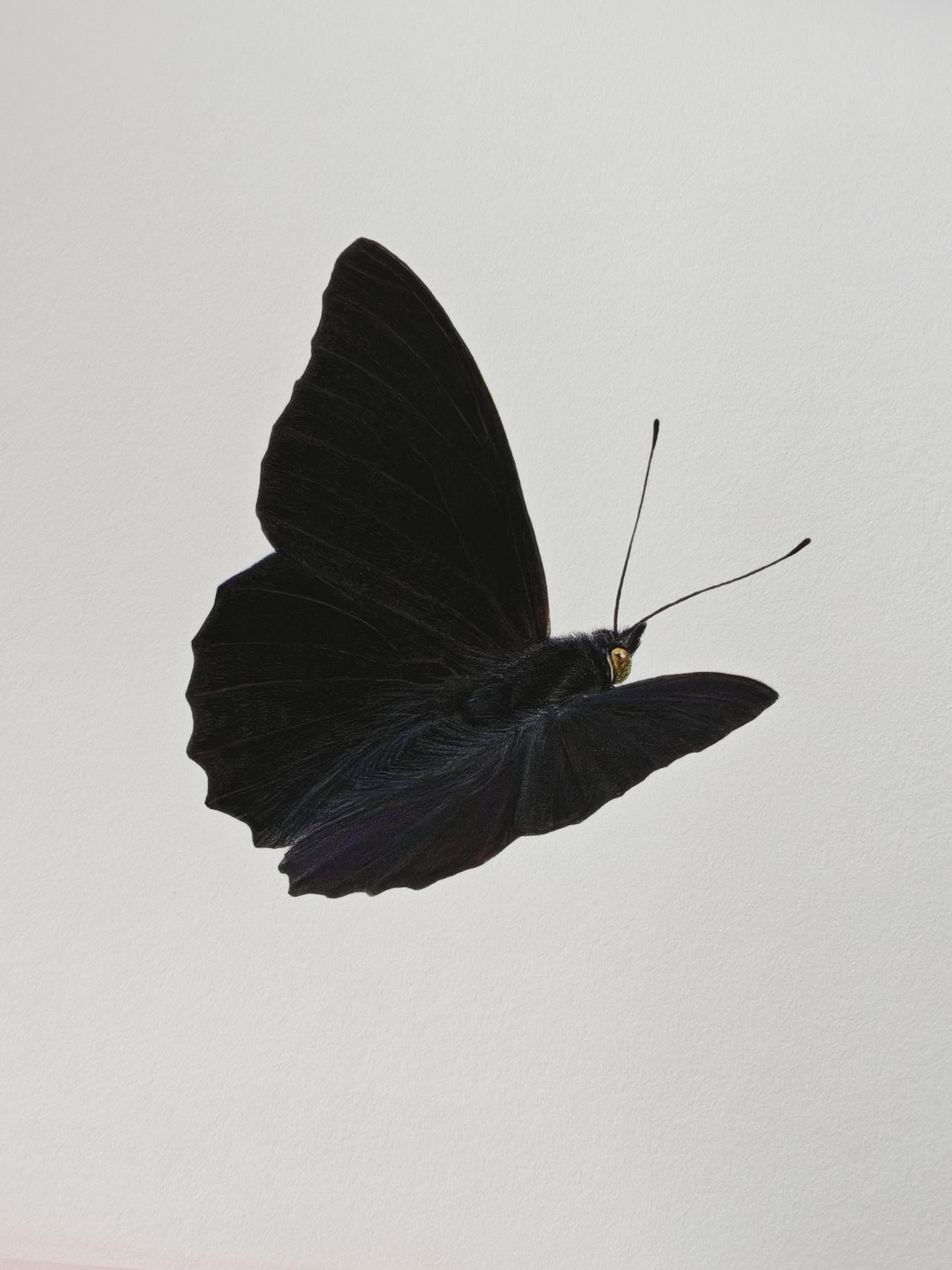 Black Emperor, A4 size limited edition art print