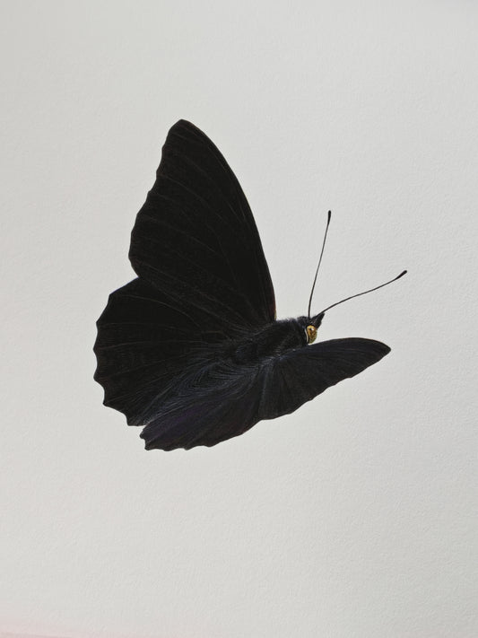 Black Emperor, A4 size limited edition art print