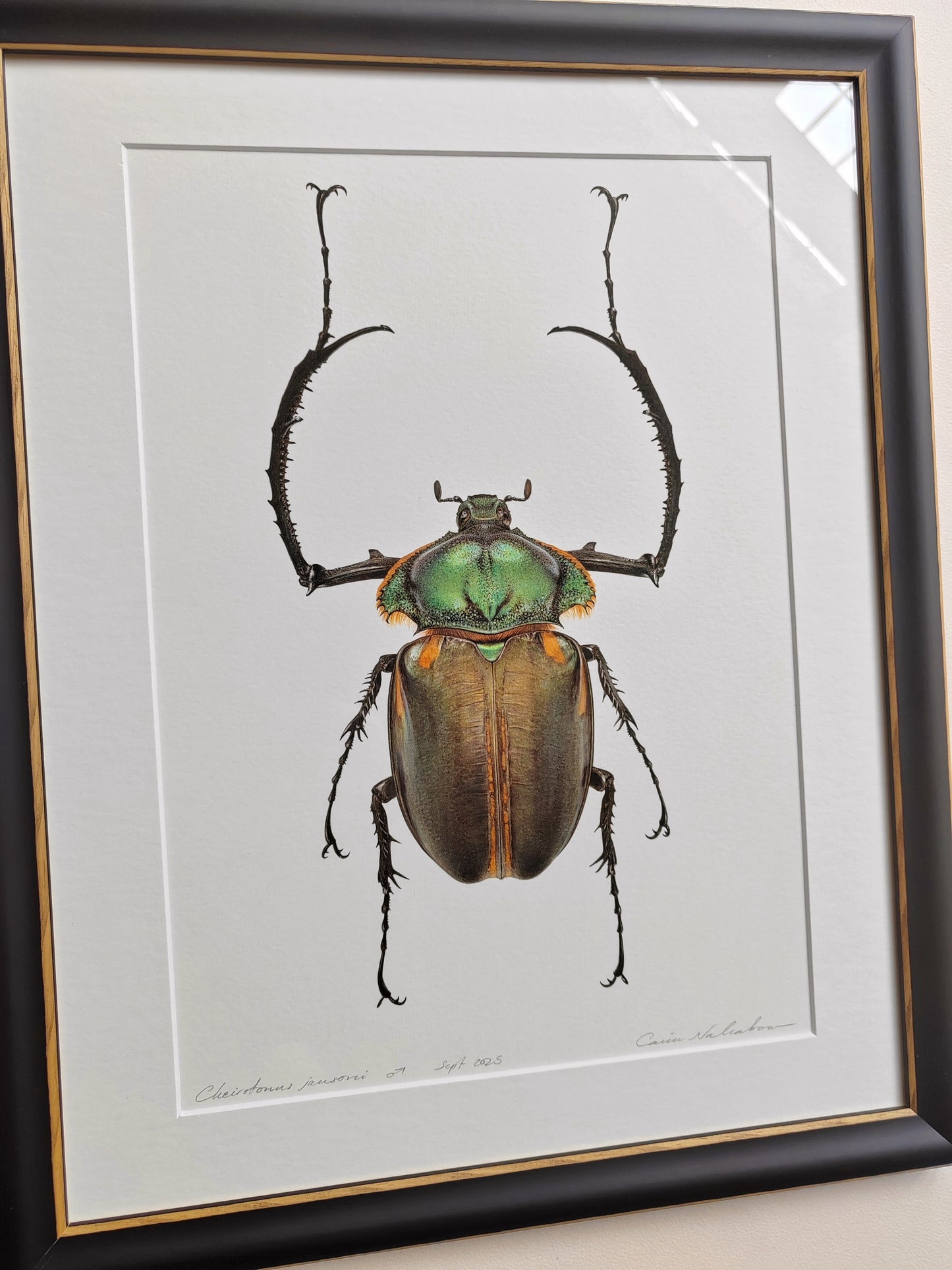 Cheirotonus jansoni, Long Armed Scarab, framed original artwork