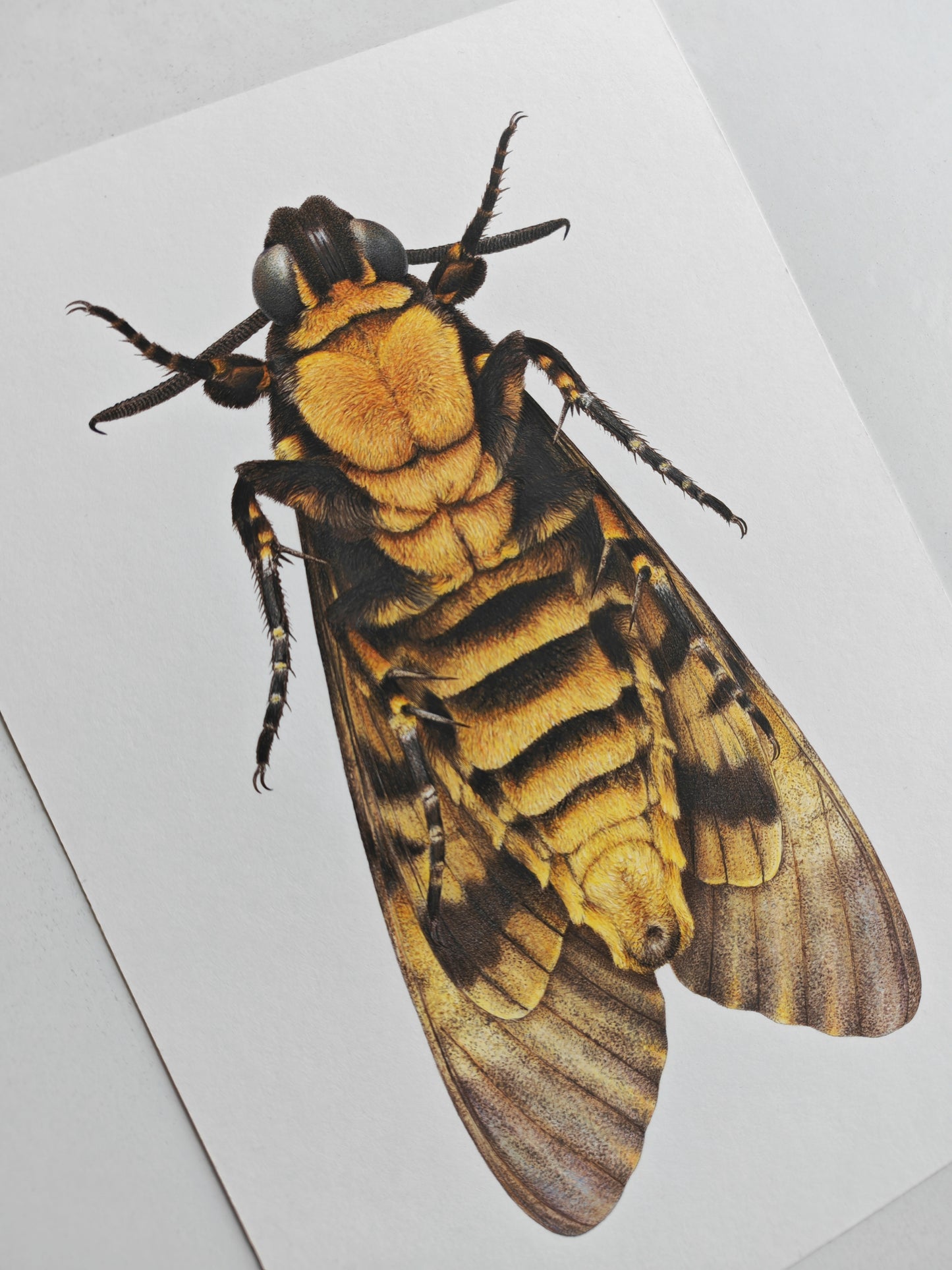 Death's Head Hawk Moth, ventral view A4 size limited edition art print